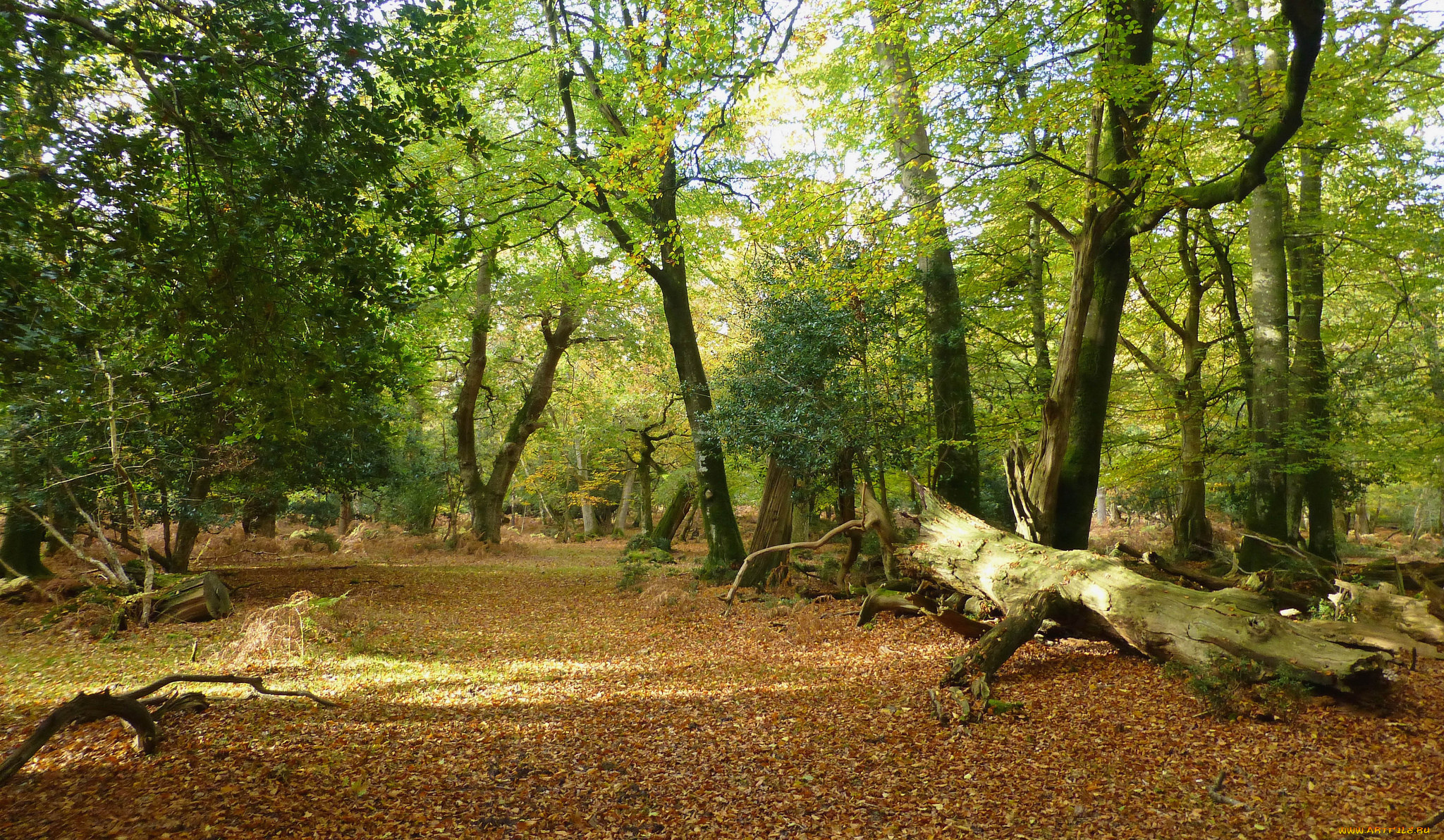 природа, лес, простор