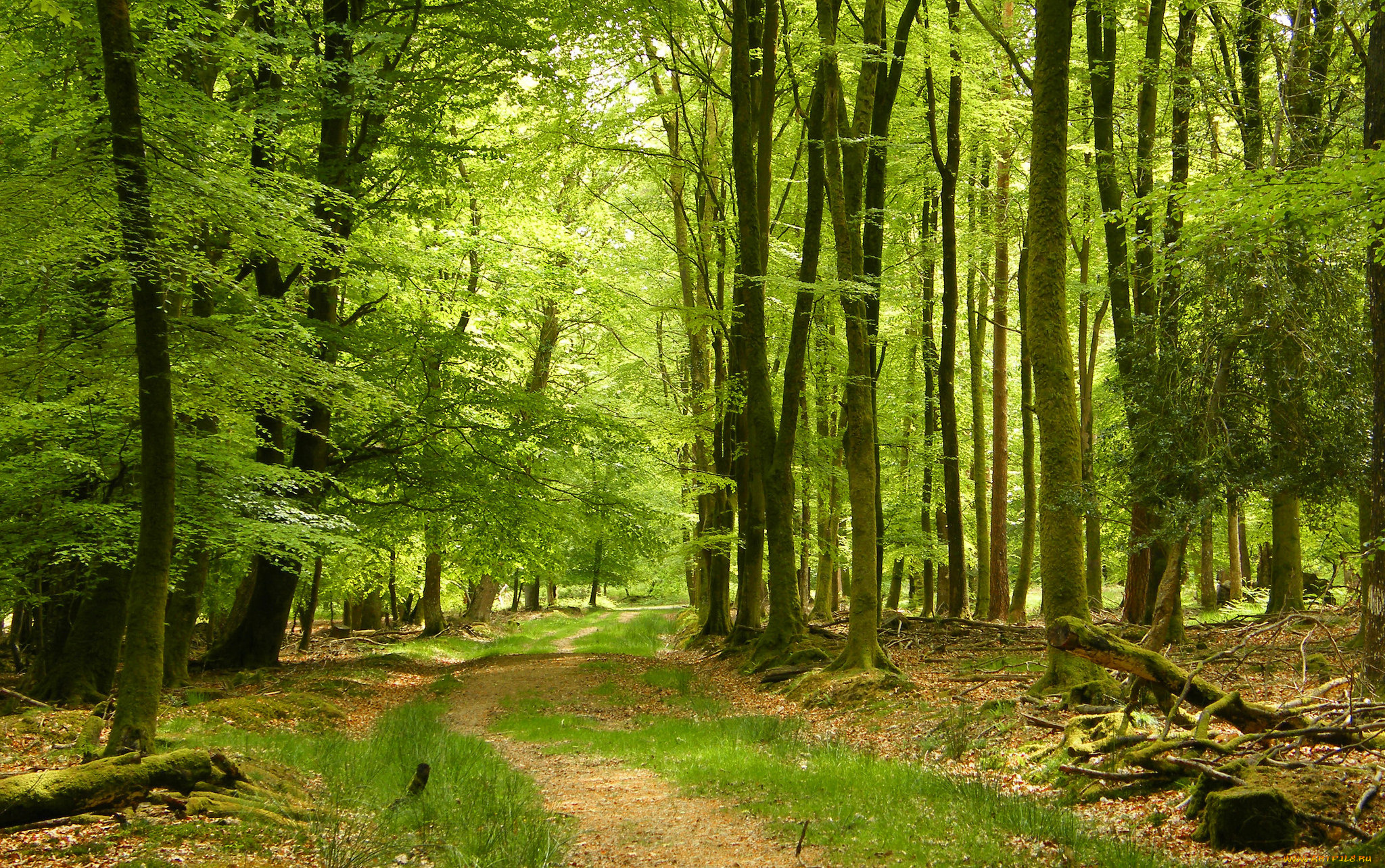 природа, дороги, простор