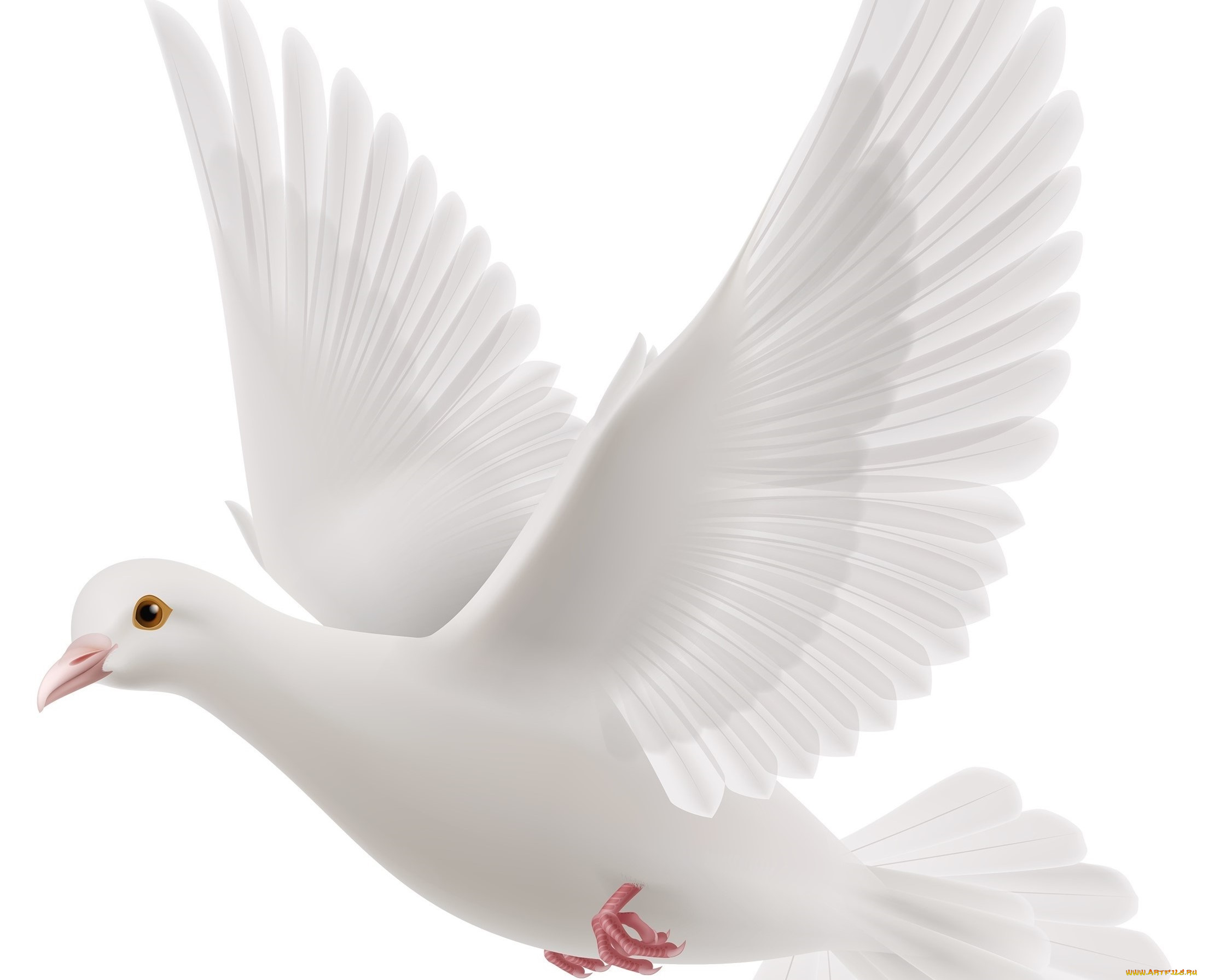 векторная, графика, животные, , animals, птица, фон, голубь