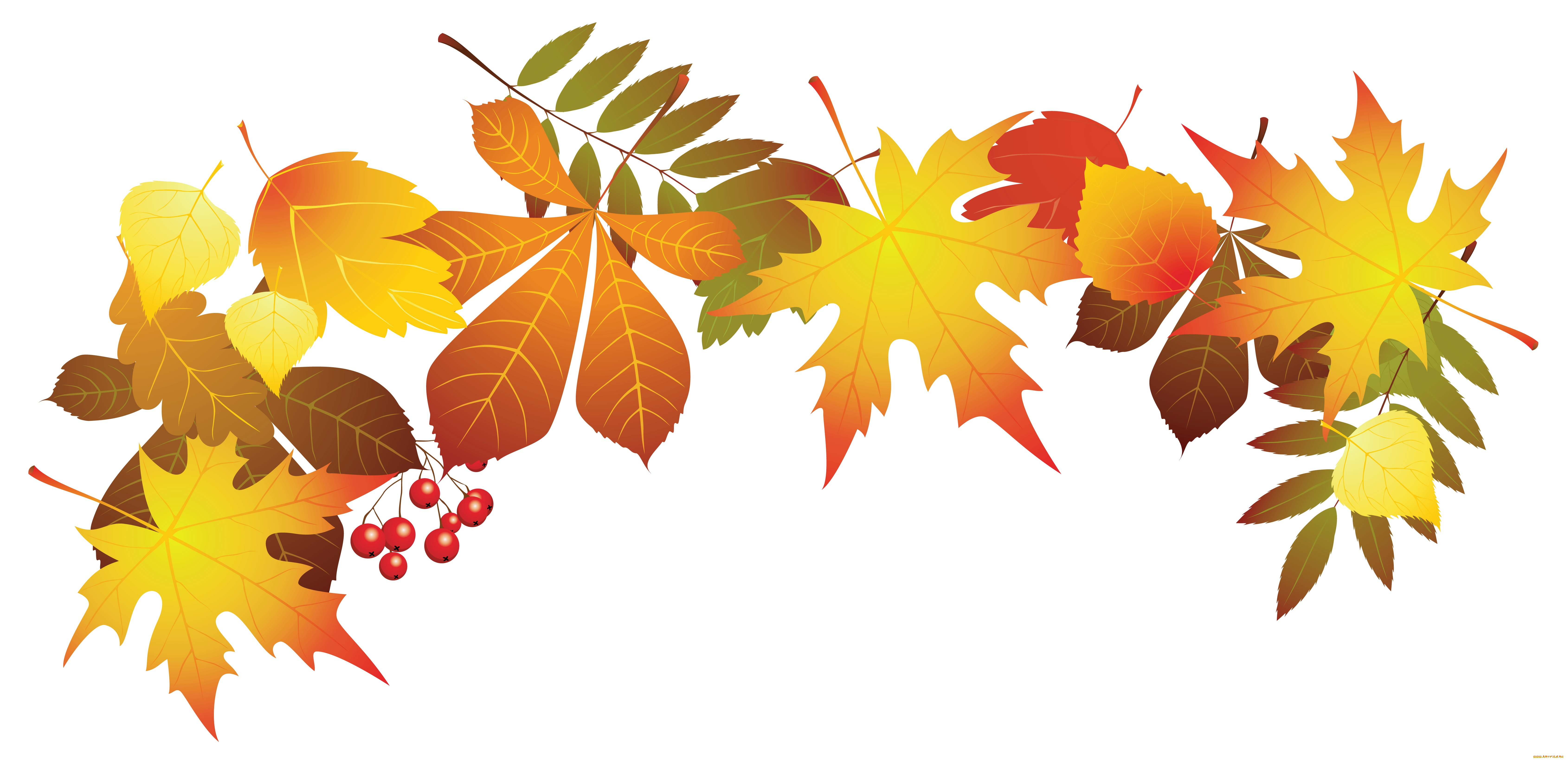 векторная, графика, природа, , nature, ягоды, фон, листья