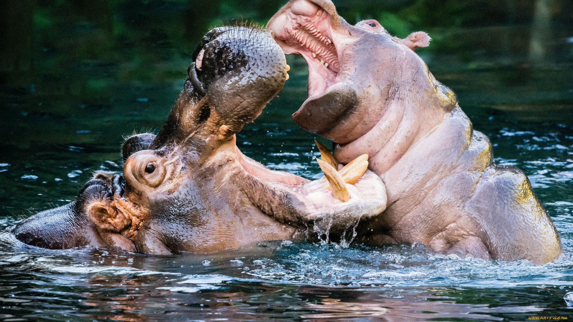 бегемоты, животные, бегемот, hippopotamus, млекопитающие, китопарнокопытные, бегемотовые, клыки, пасть, вода