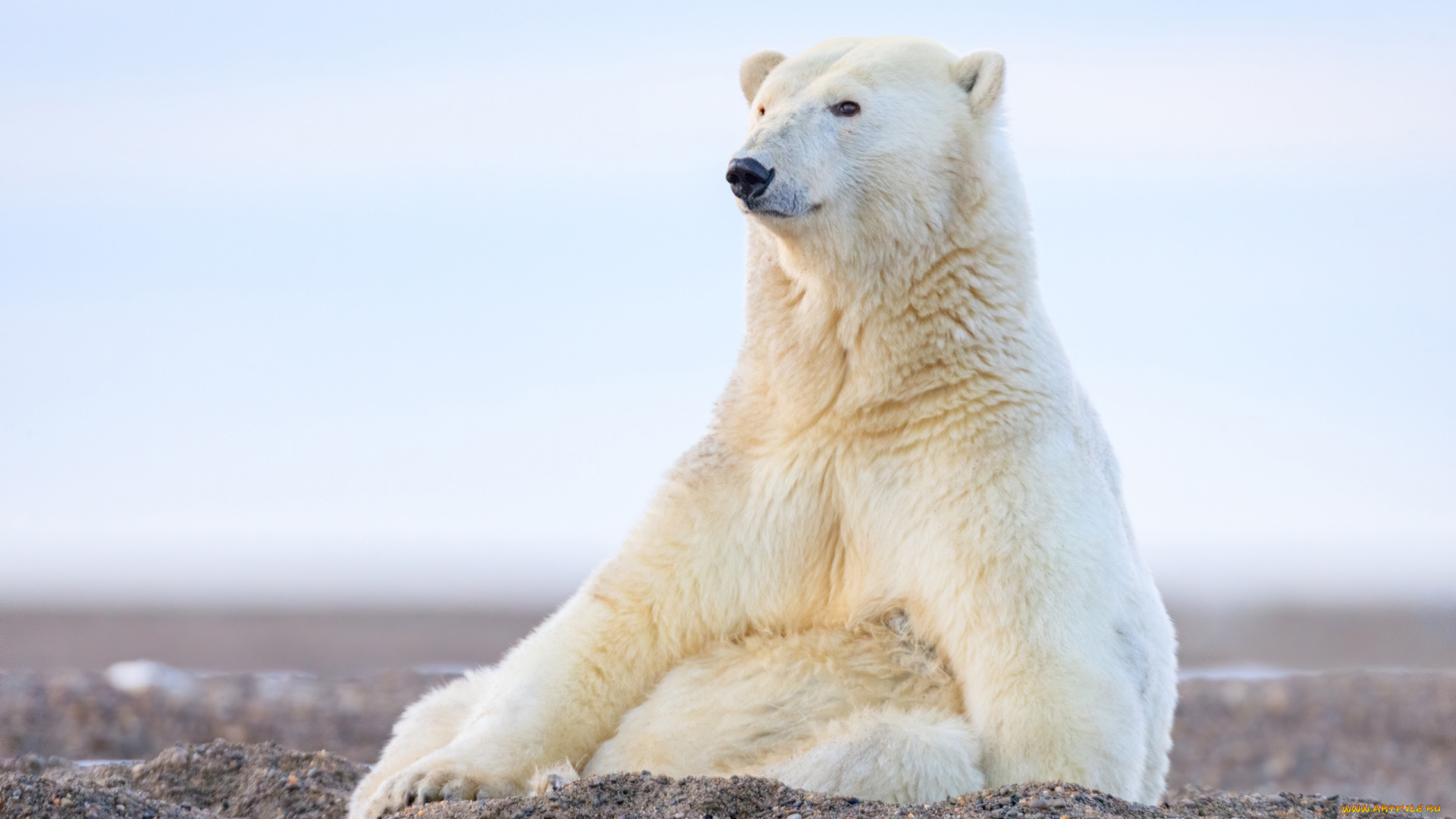 белый, полярный, медведь, животные, медведи, белый, полярный, медведь, хищники, медвежьи, млекопитающие, снег, мороз, льды, шерсть, когти, пасть, клыки