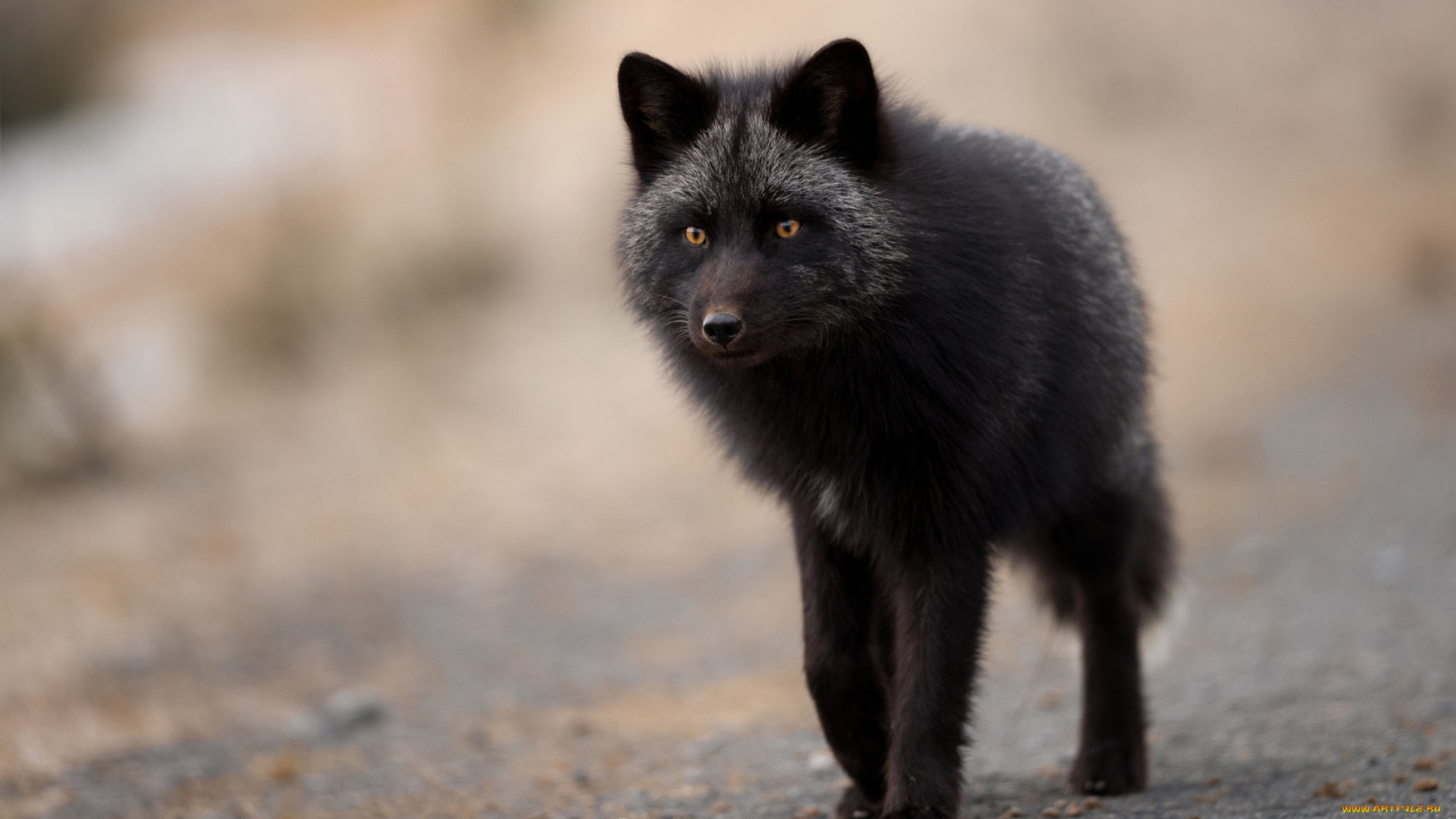 чернобурая, лисица, животные, лисы, чернобурая, лисица, black, fox, чернобурка, псовые, лисицы, млекопитающие, мех, пушнина, чёрная, лиса, хищник