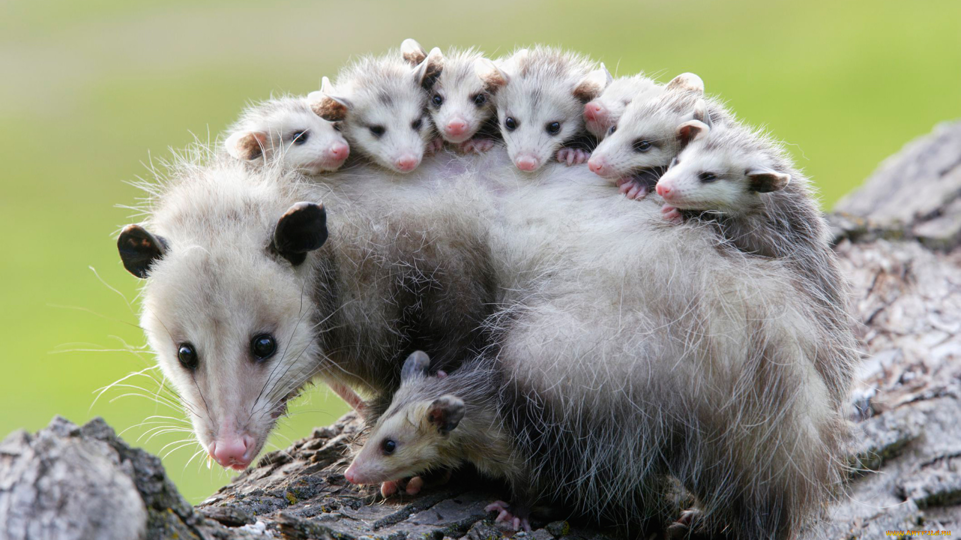 possums, животные, опоссумы, детёныши, opossum, опоссум, опоссумовые, зверёк, мех, хвостик, мордочка, млекопитающие