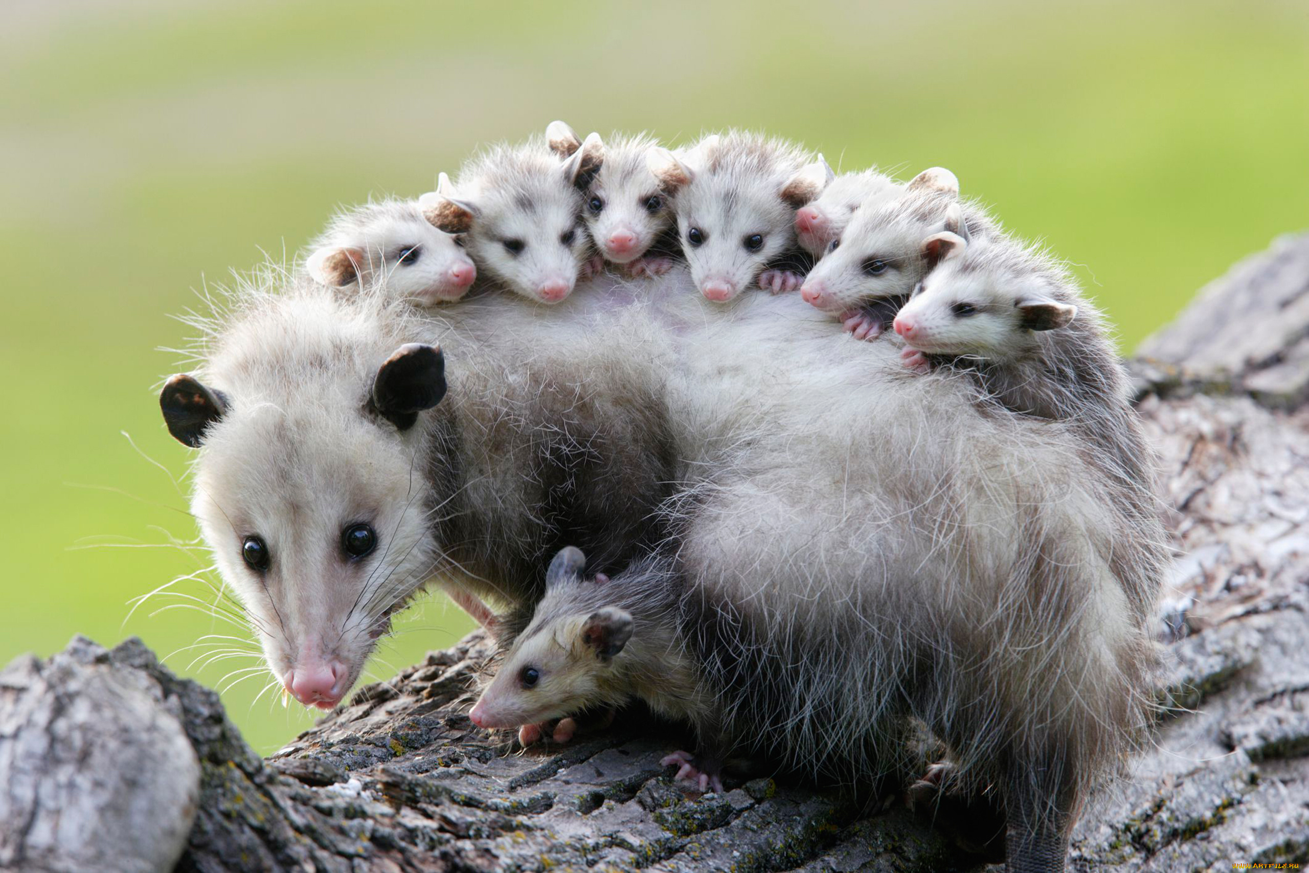 possums, животные, опоссумы, детёныши, opossum, опоссум, опоссумовые, зверёк, мех, хвостик, мордочка, млекопитающие