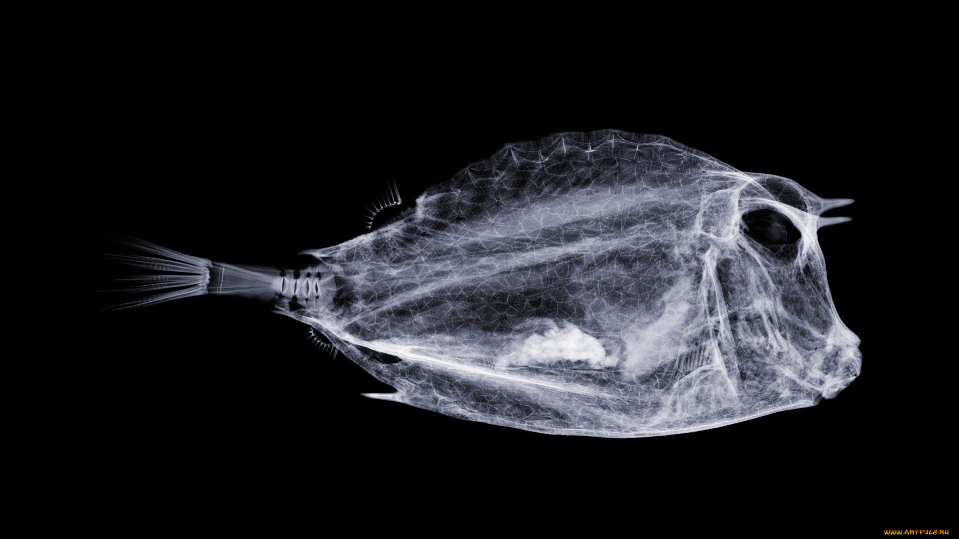 разное, кости, , рентген, рыба