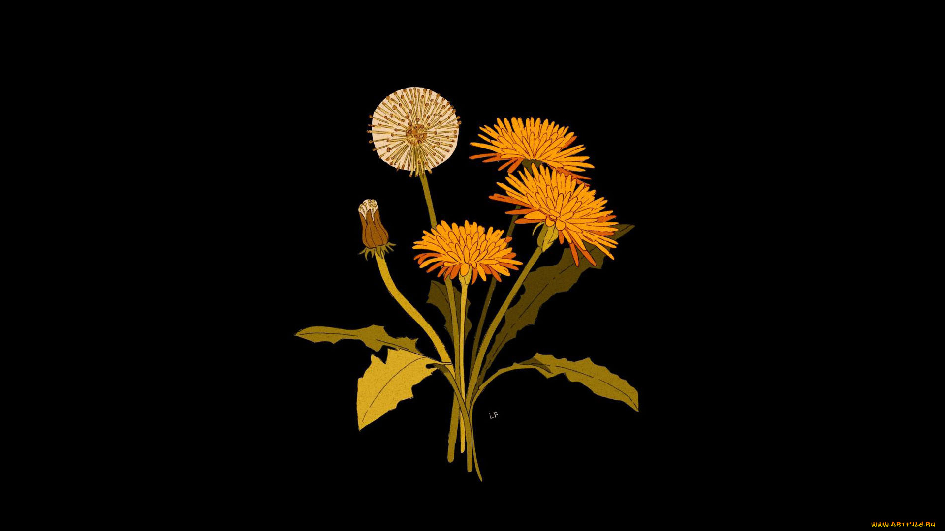 рисованное, цветы, одуванчики