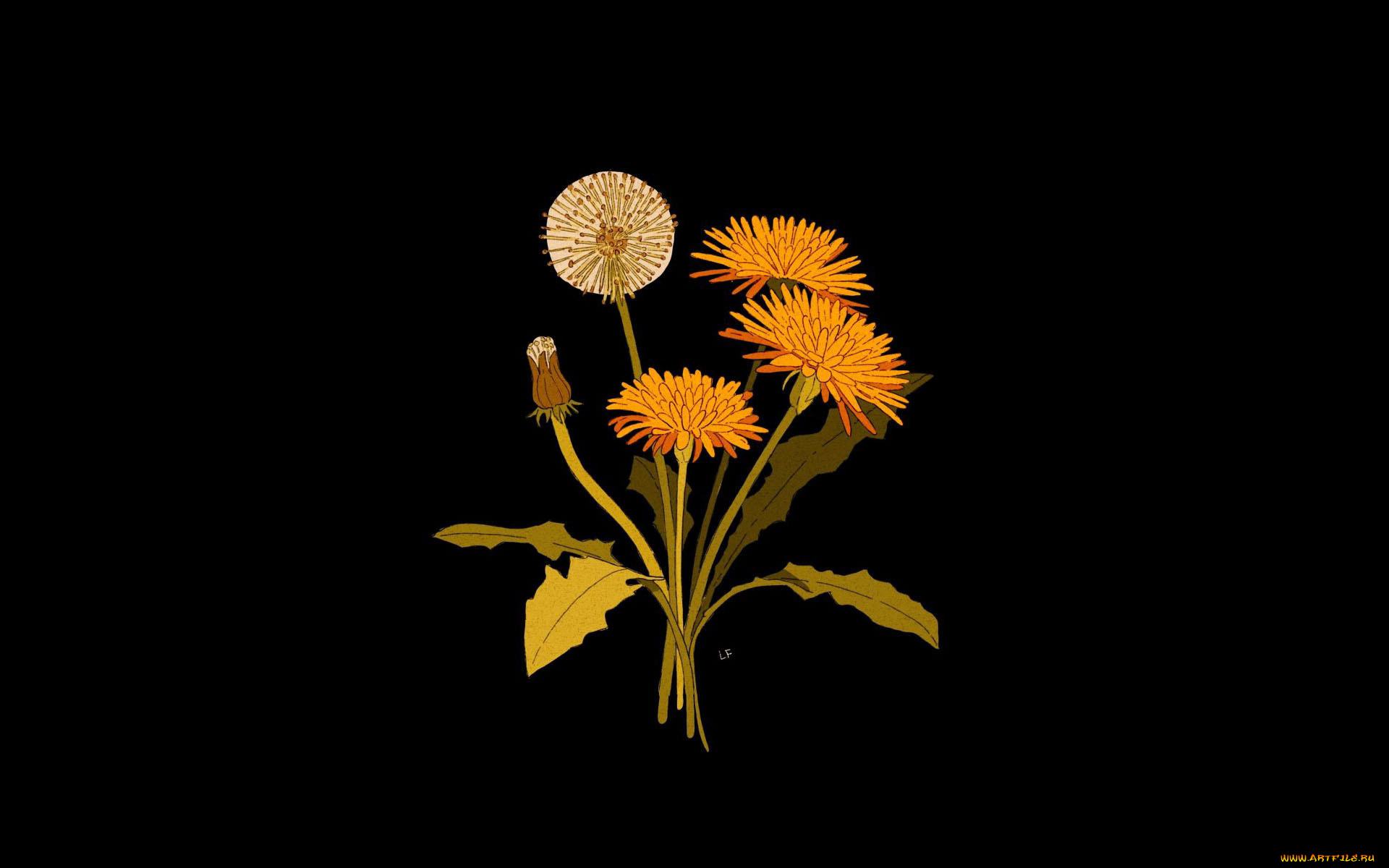 рисованное, цветы, одуванчики