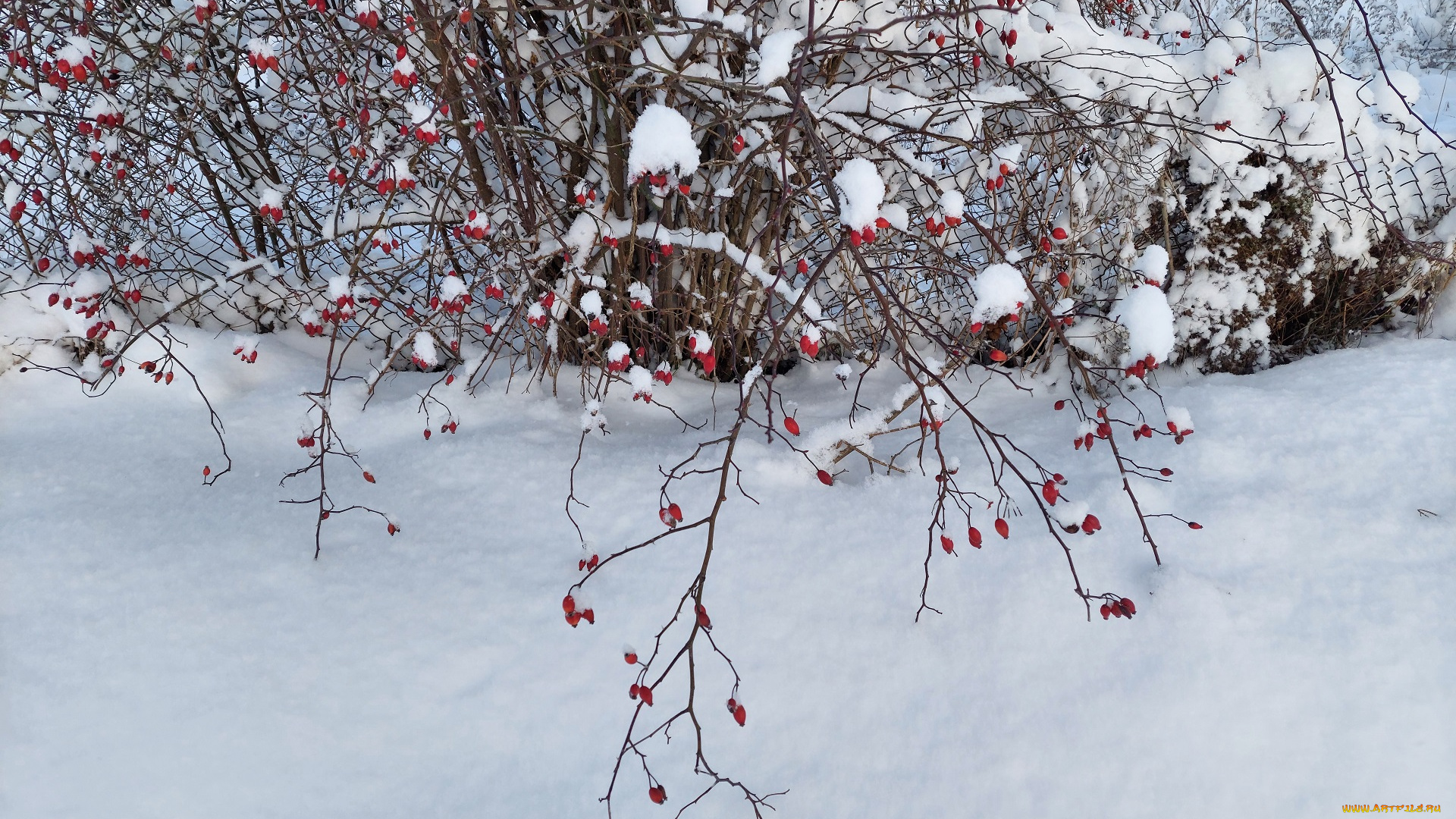 природа, ягоды, зима, снег