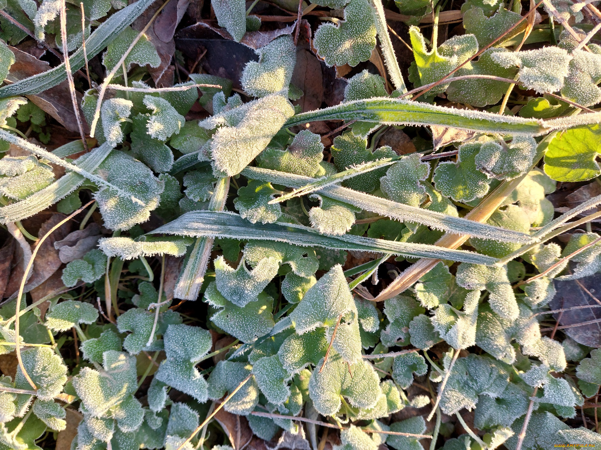 природа, листья, иней