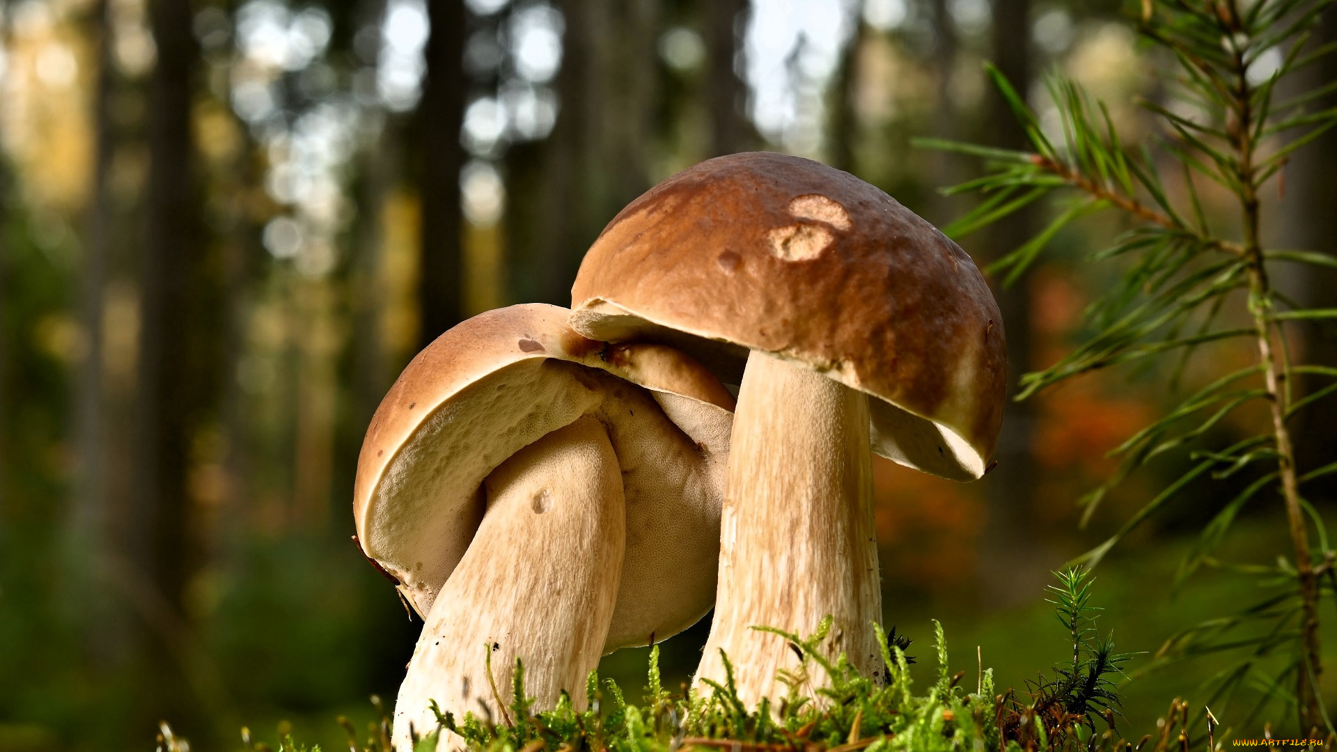 природа, грибы, боровики, белые, подлесок, лес