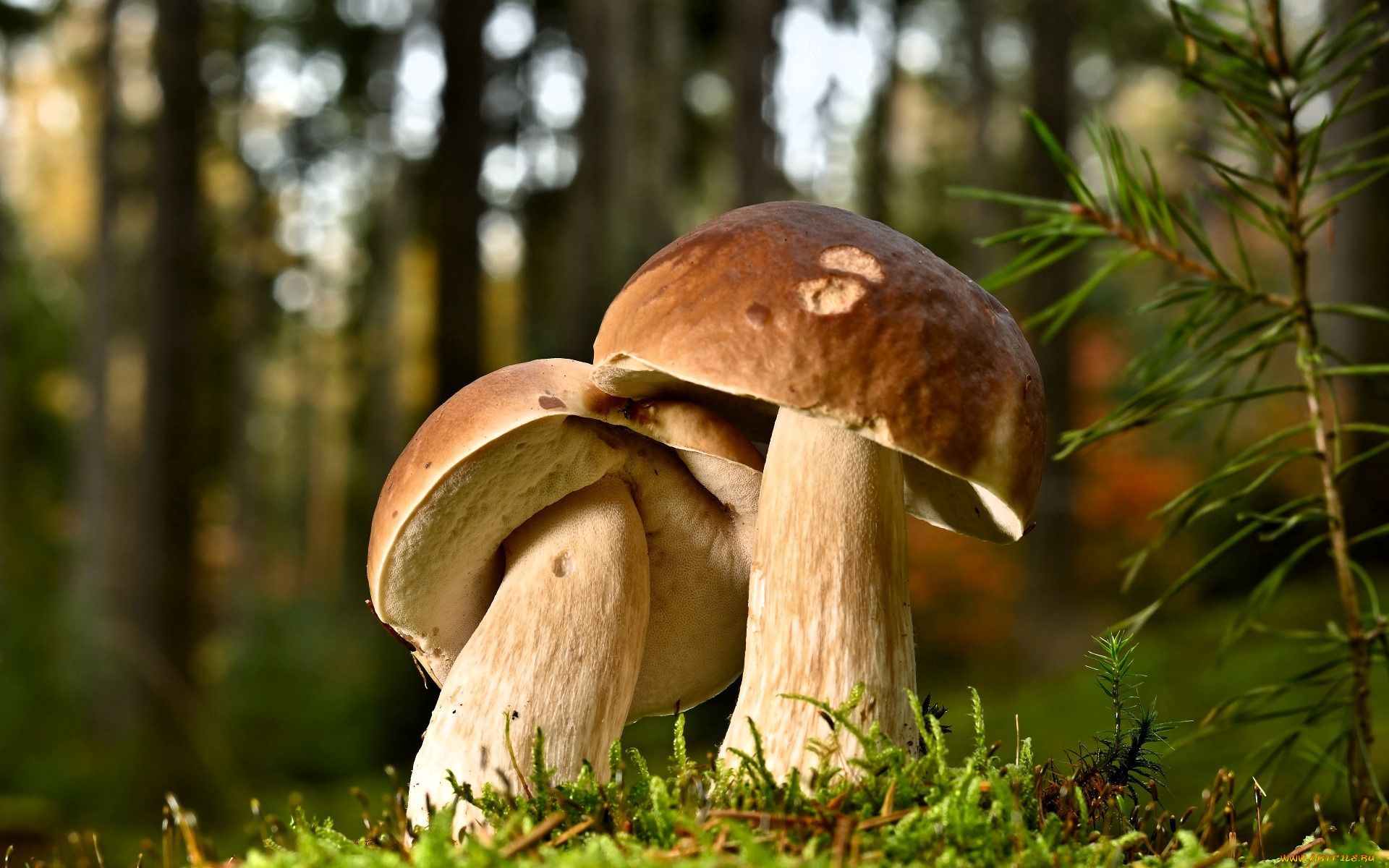 природа, грибы, боровики, белые, подлесок, лес