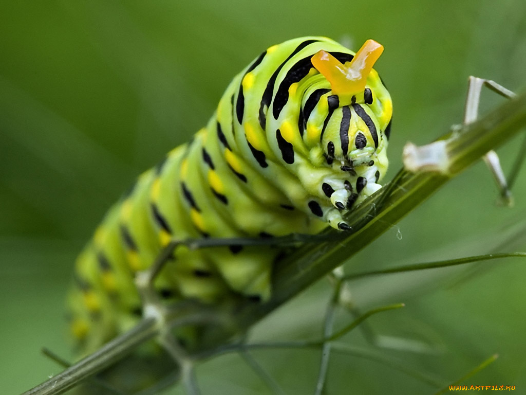 автор, oleg, sakhar, животные, гусеницы