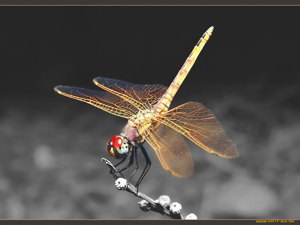 kogan, vladimir, ballerina, животные, стрекозы