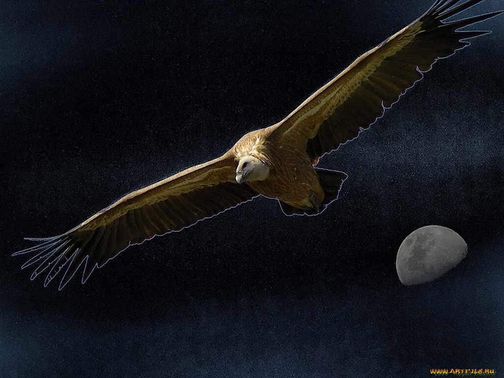 kogan, vladimir, орёл, животные, птицы, хищники