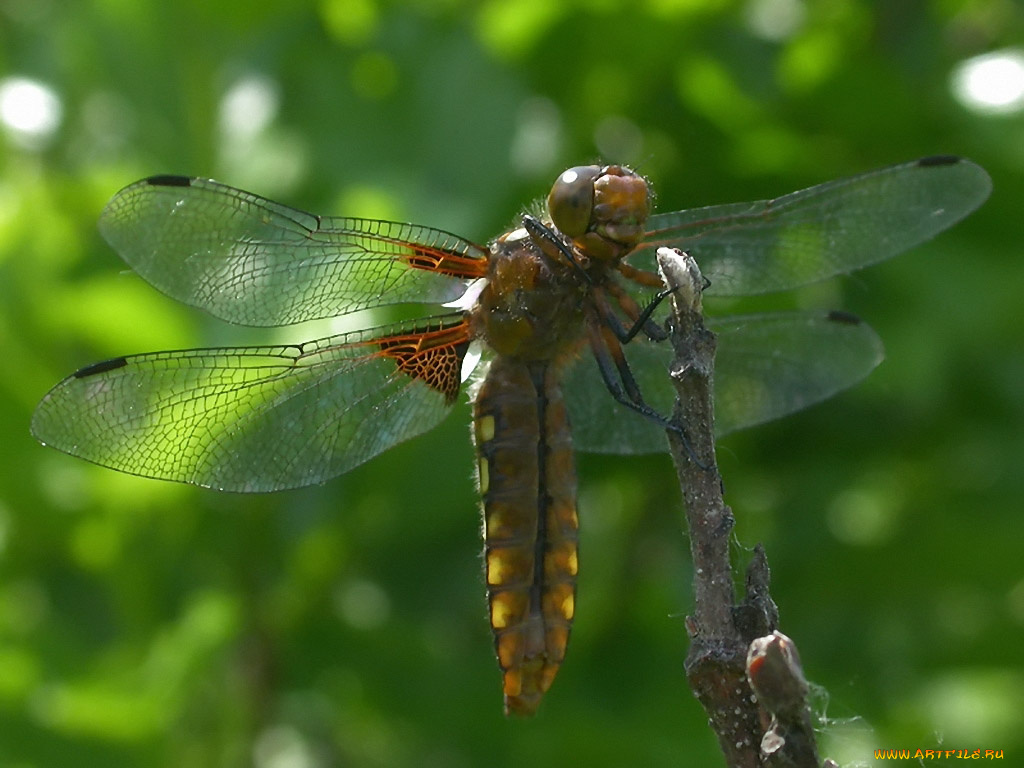 rostislaw, дежурный, дракон, животные, стрекозы