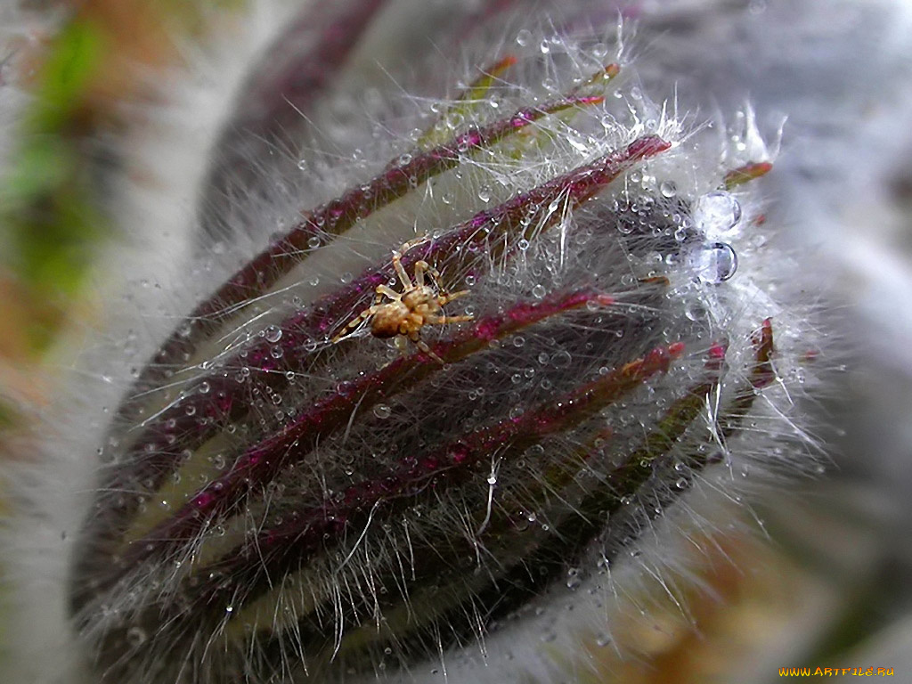 rostislaw, паучок, под, дождиком, животные, пауки