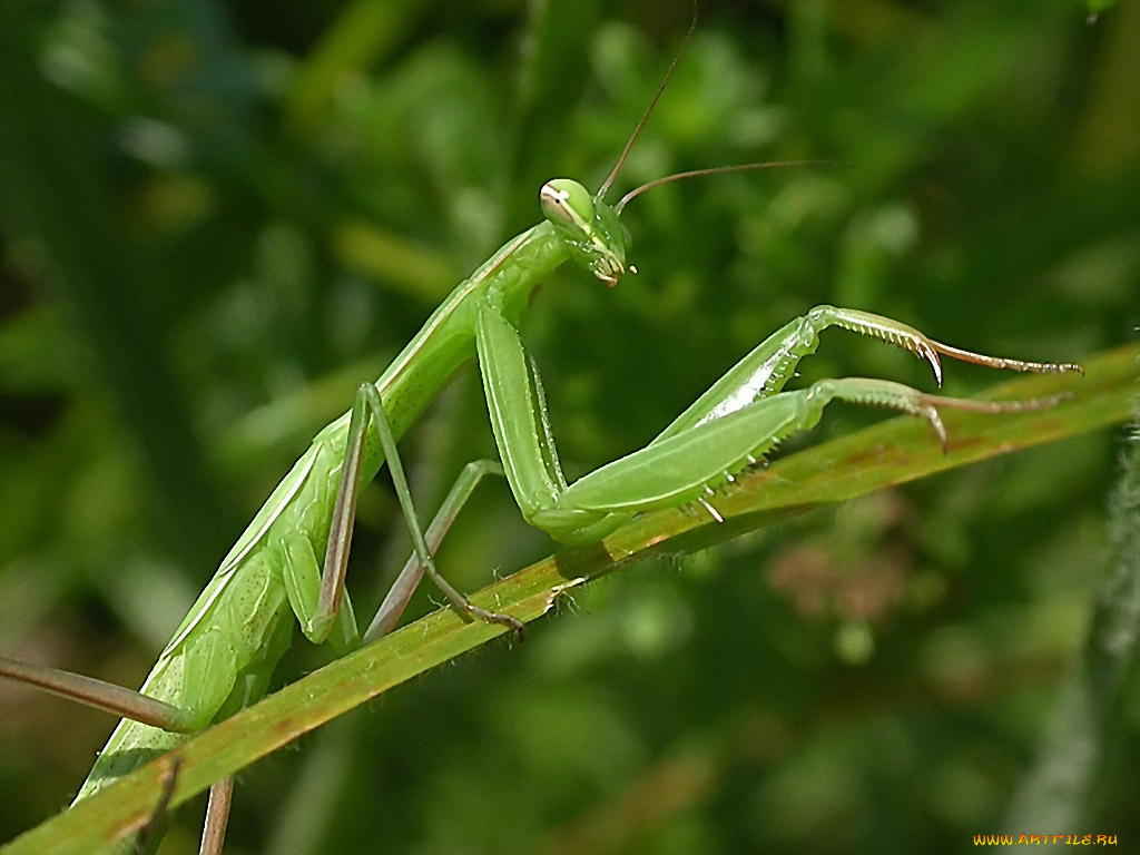 rostislaw, задумчивая, грация, чужого, животные, богомолы