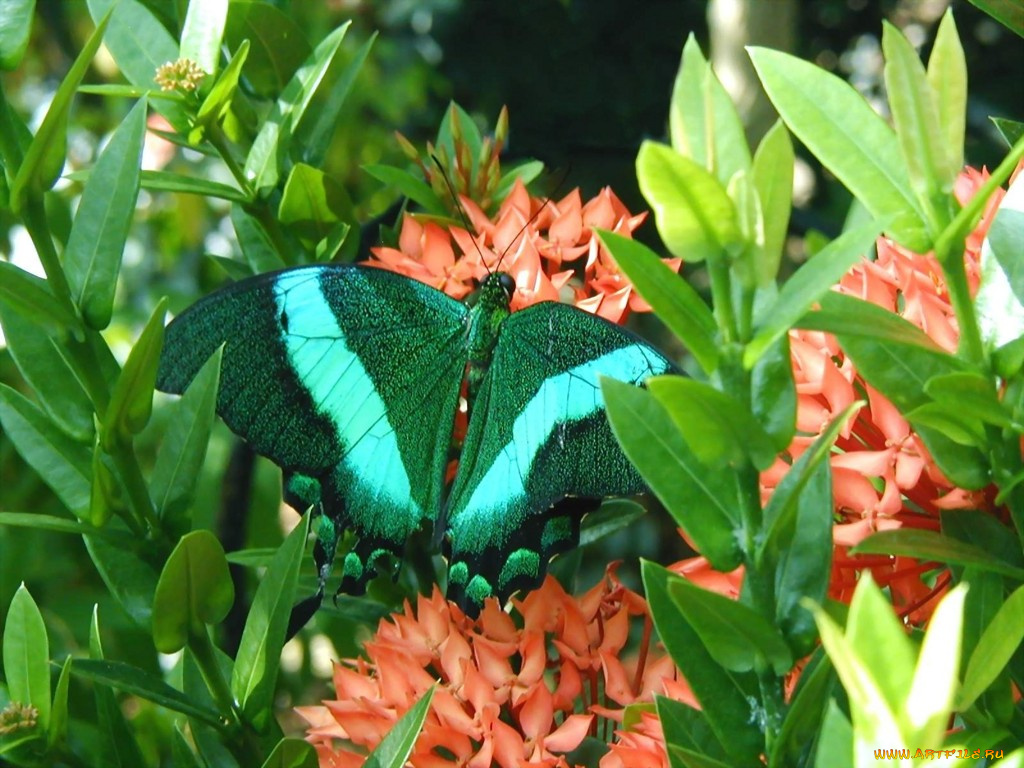 животные, бабочки