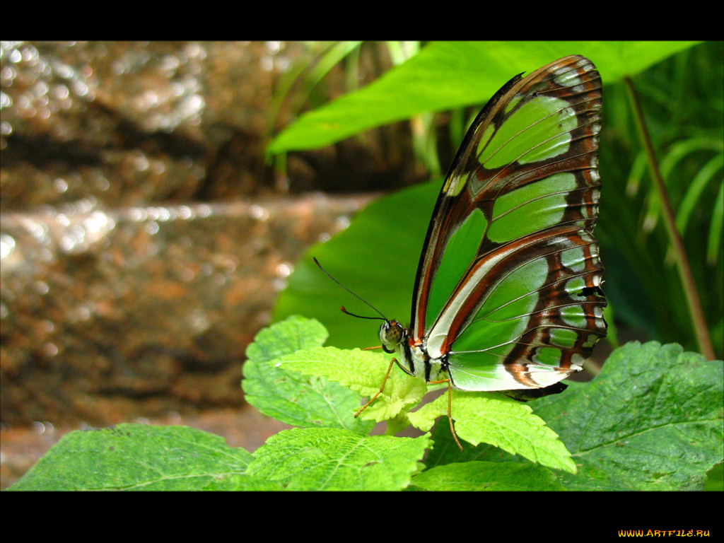 животные, бабочки