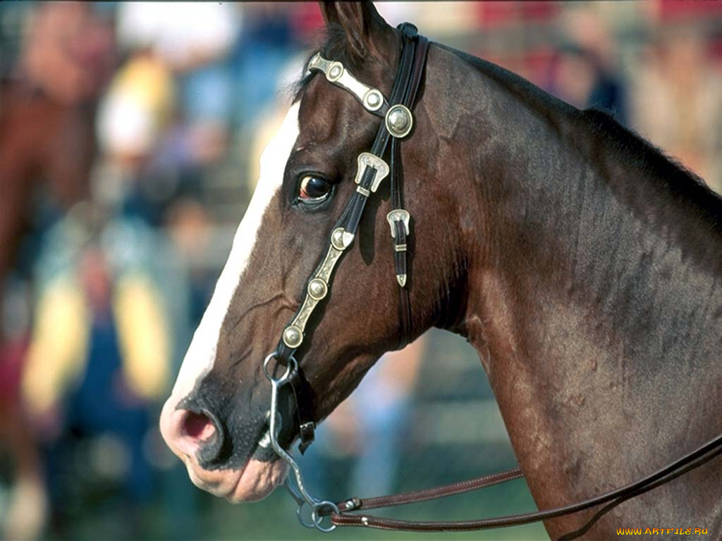 животные, лошади