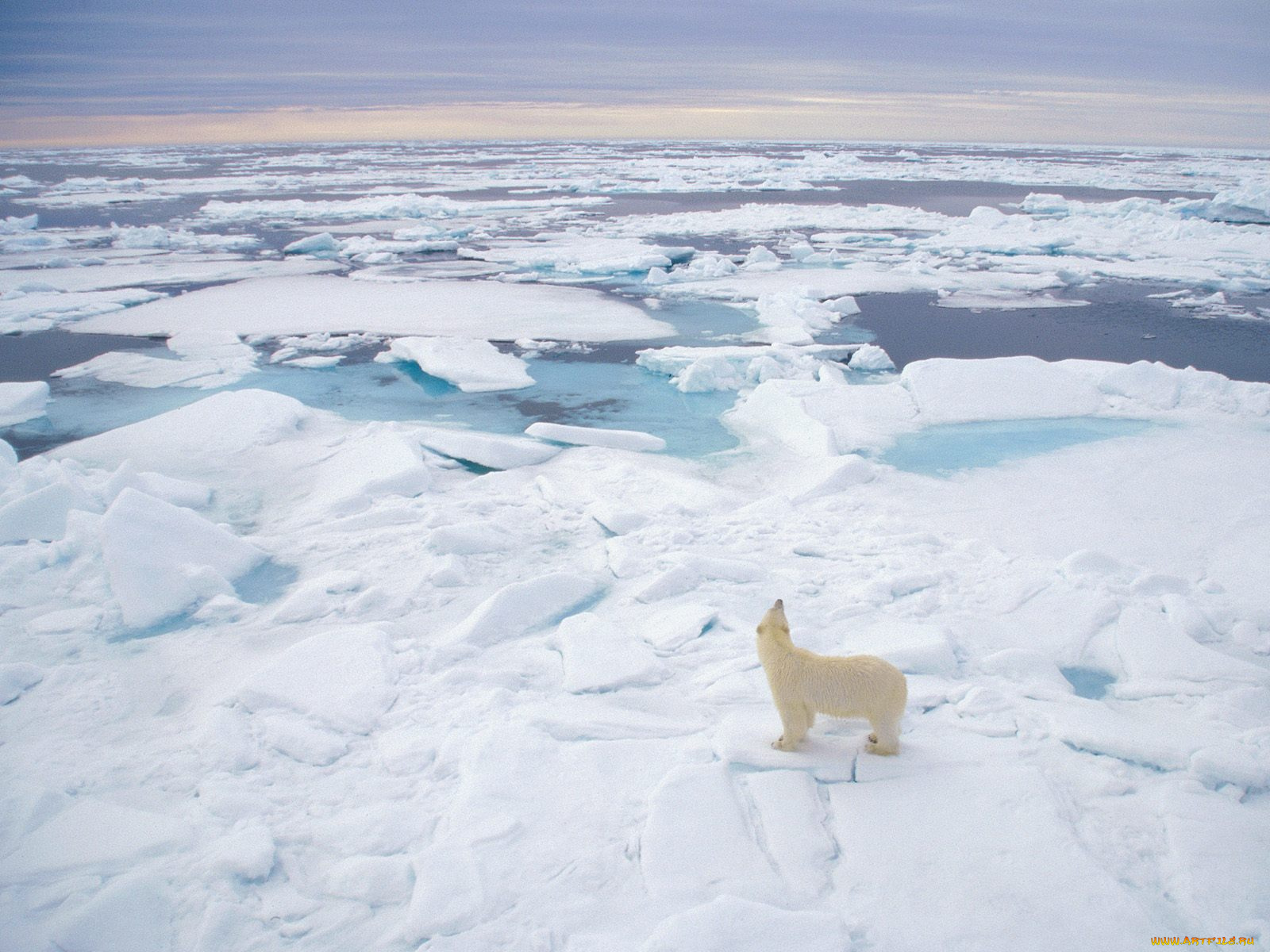 polar, bear, svalbard, norway, животные, медведи