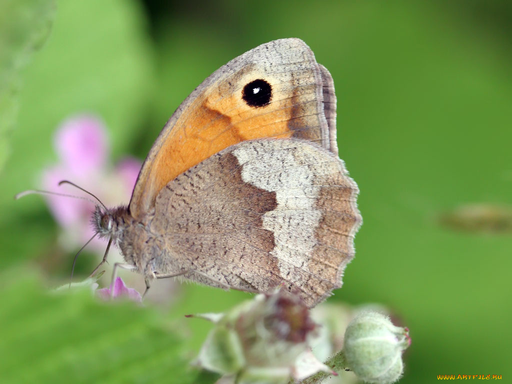животные, бабочки