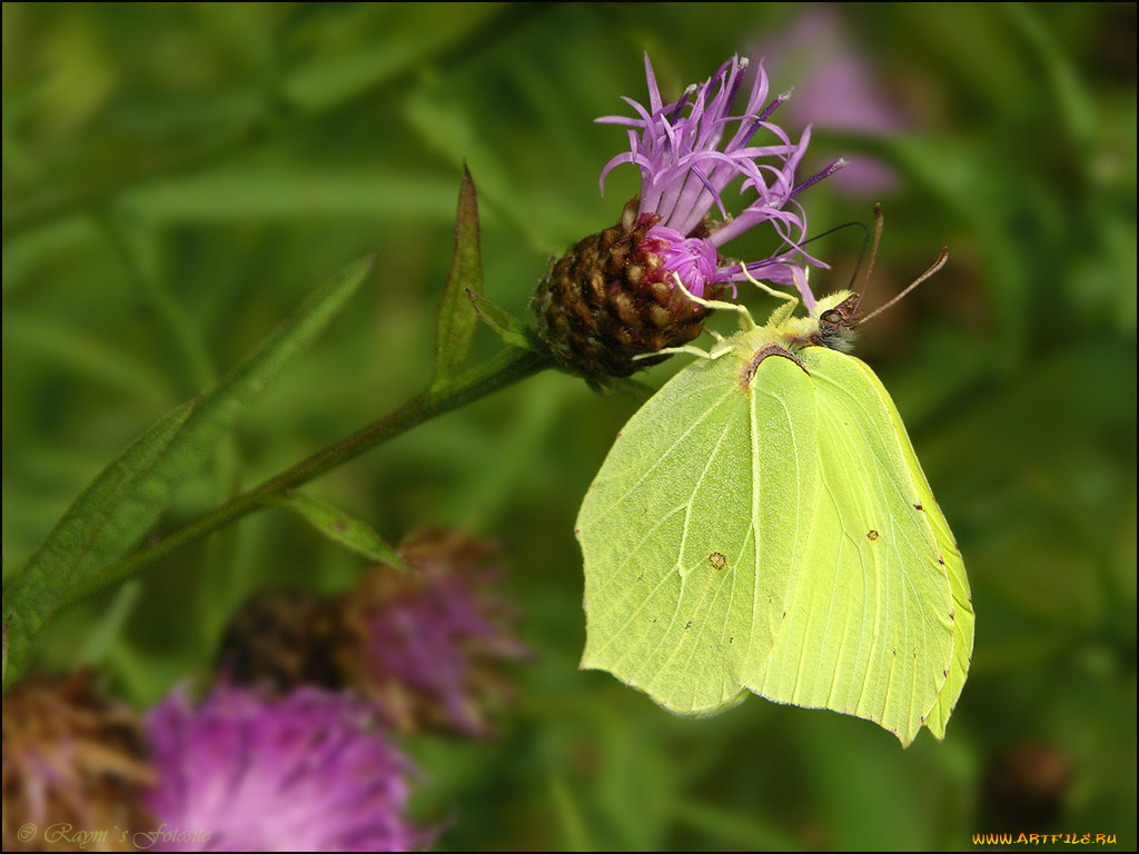 животные, бабочки