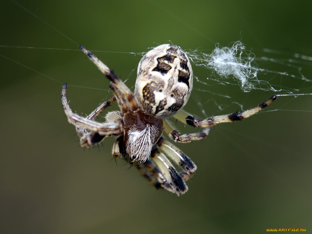 животные, пауки