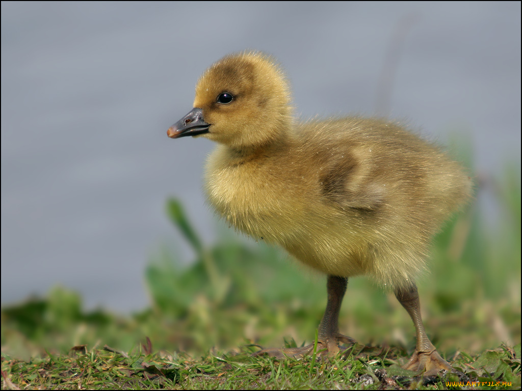 животные, утки