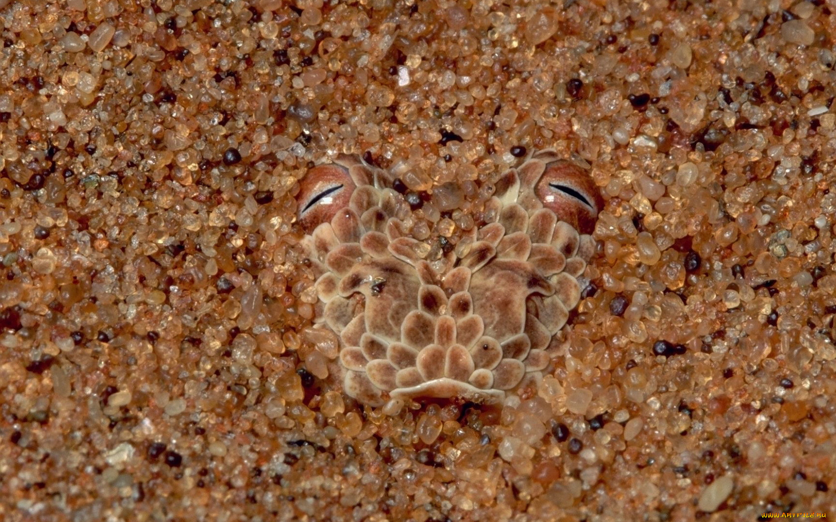 животные, Ящерицы, игуаны, вараны