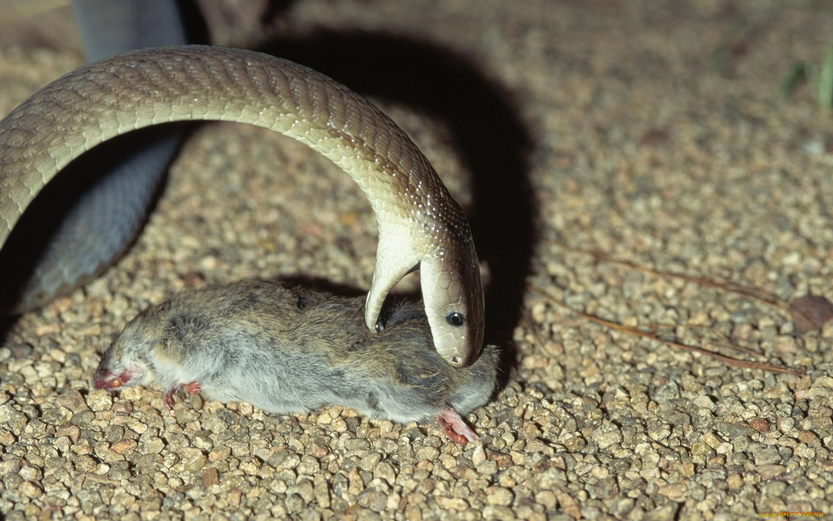 животные, змеи, питоны, кобры