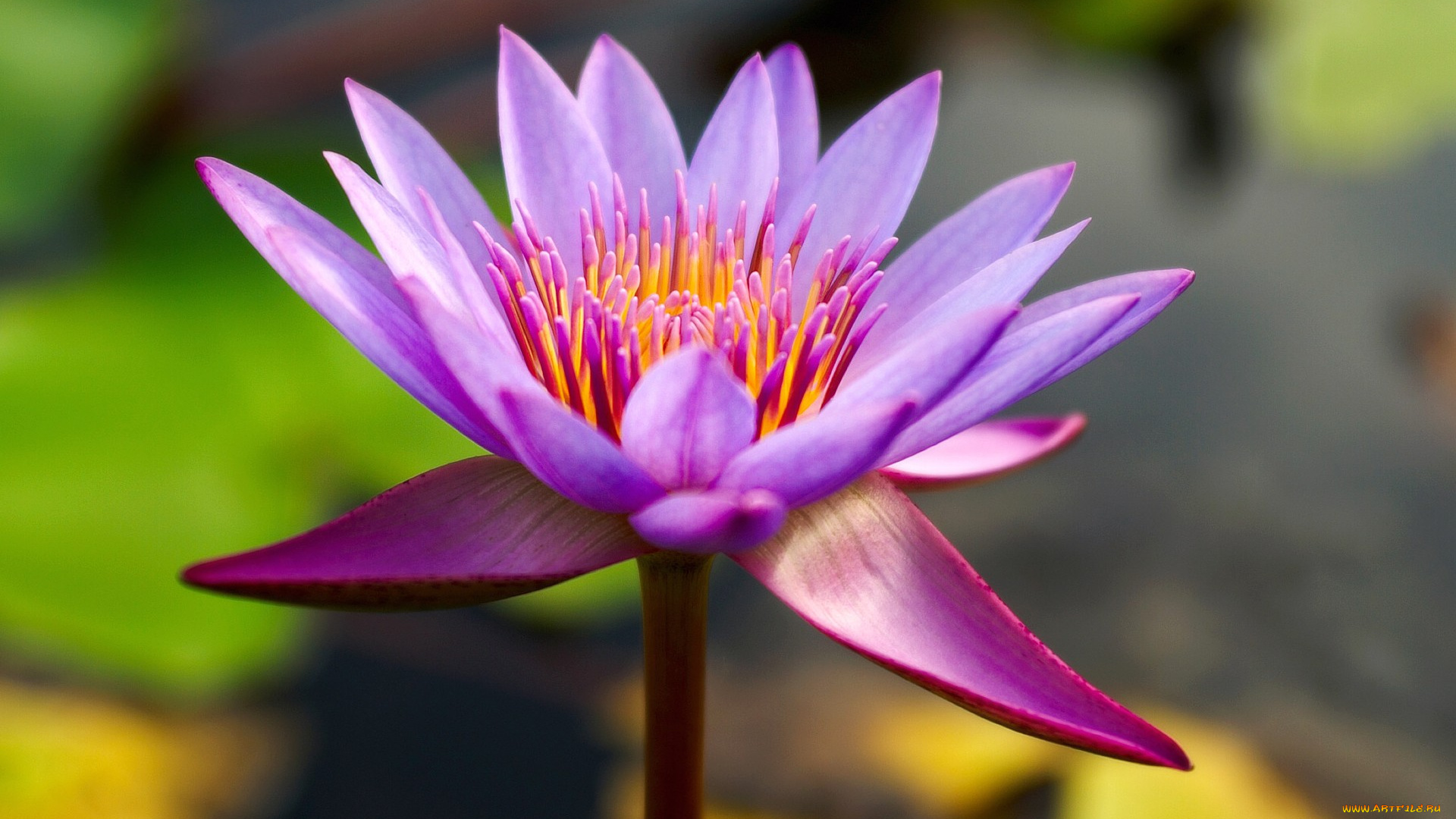 цветы, лилии, водяные, нимфеи, кувшинки