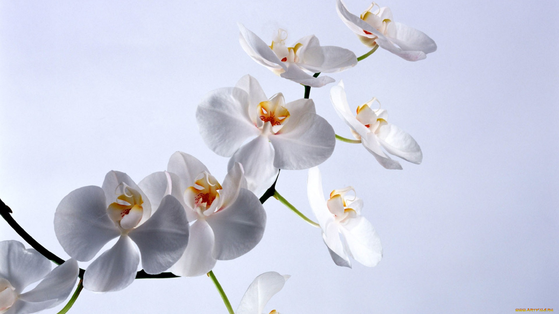 цветы, орхидеи