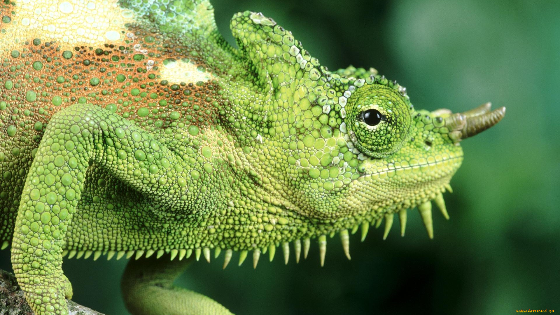 животные, хамелеоны