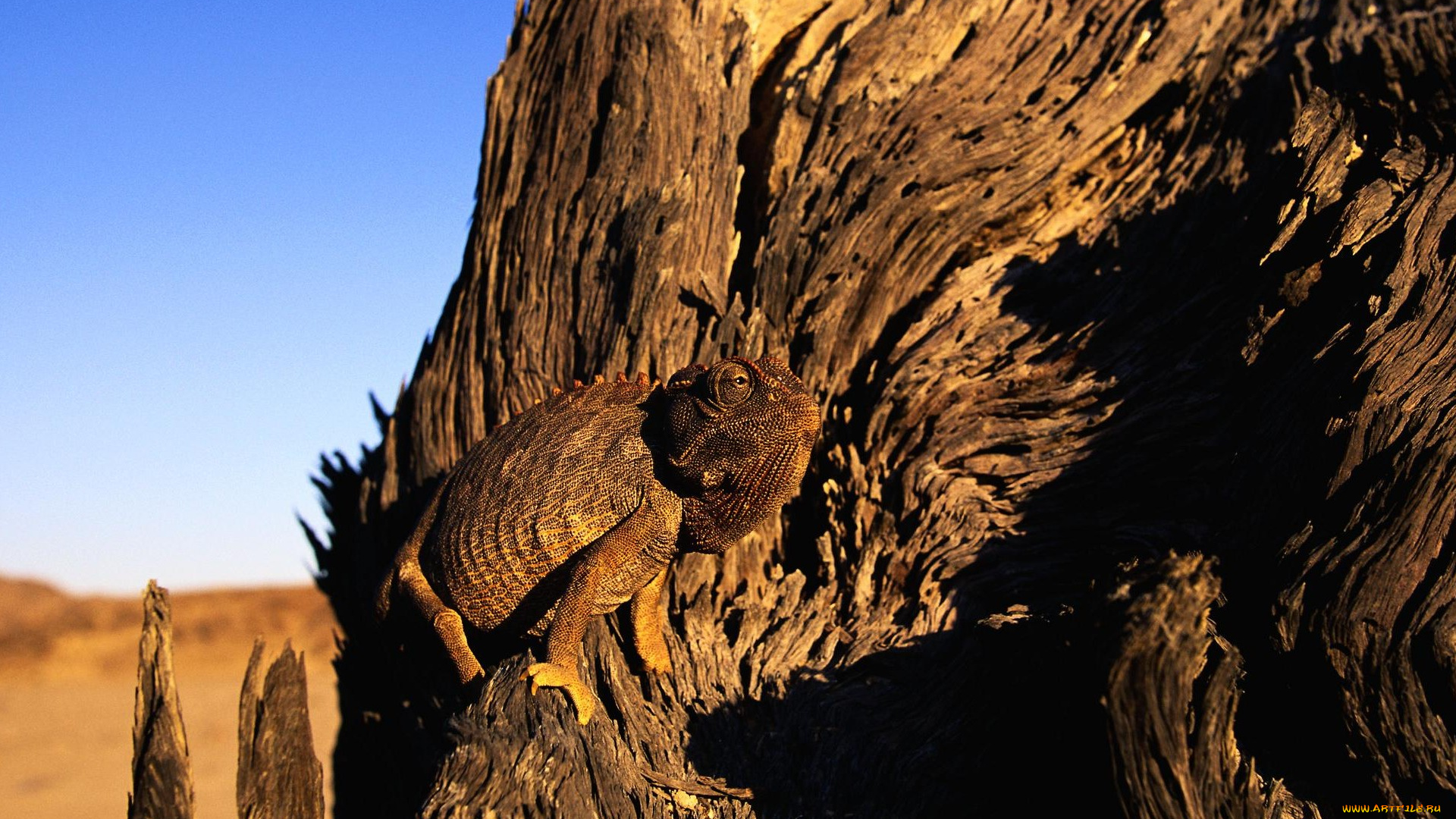 животные, хамелеоны