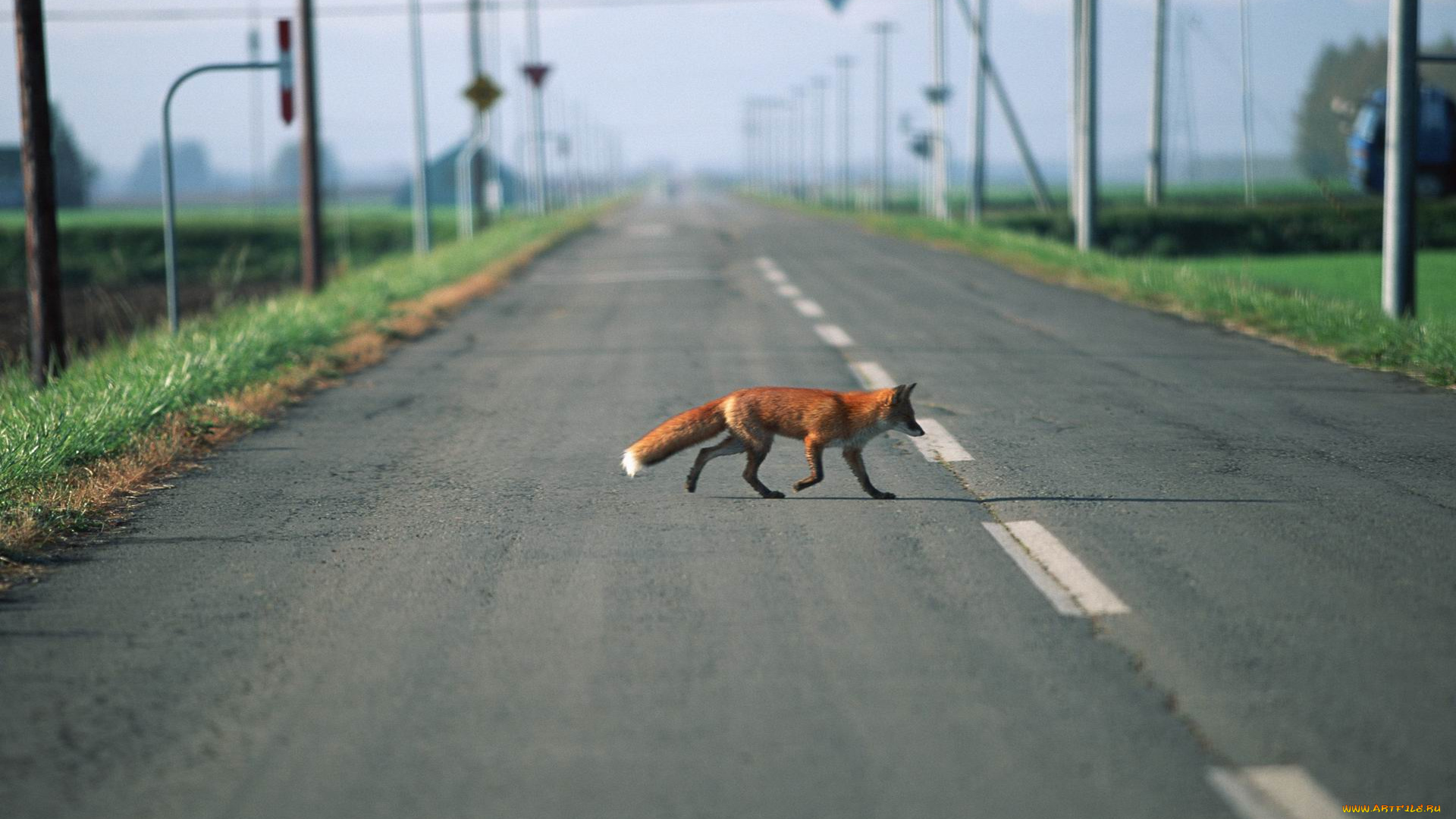 животные, лисы