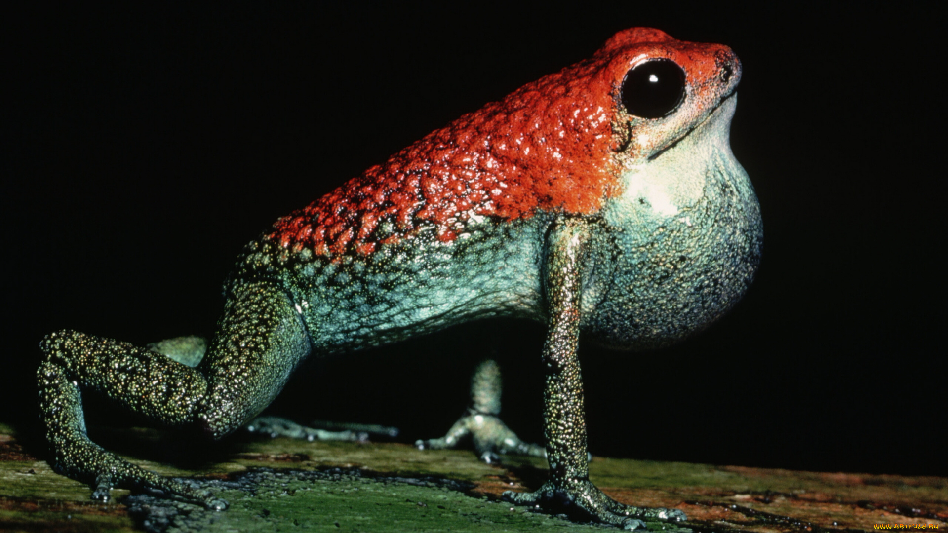 животные, лягушки