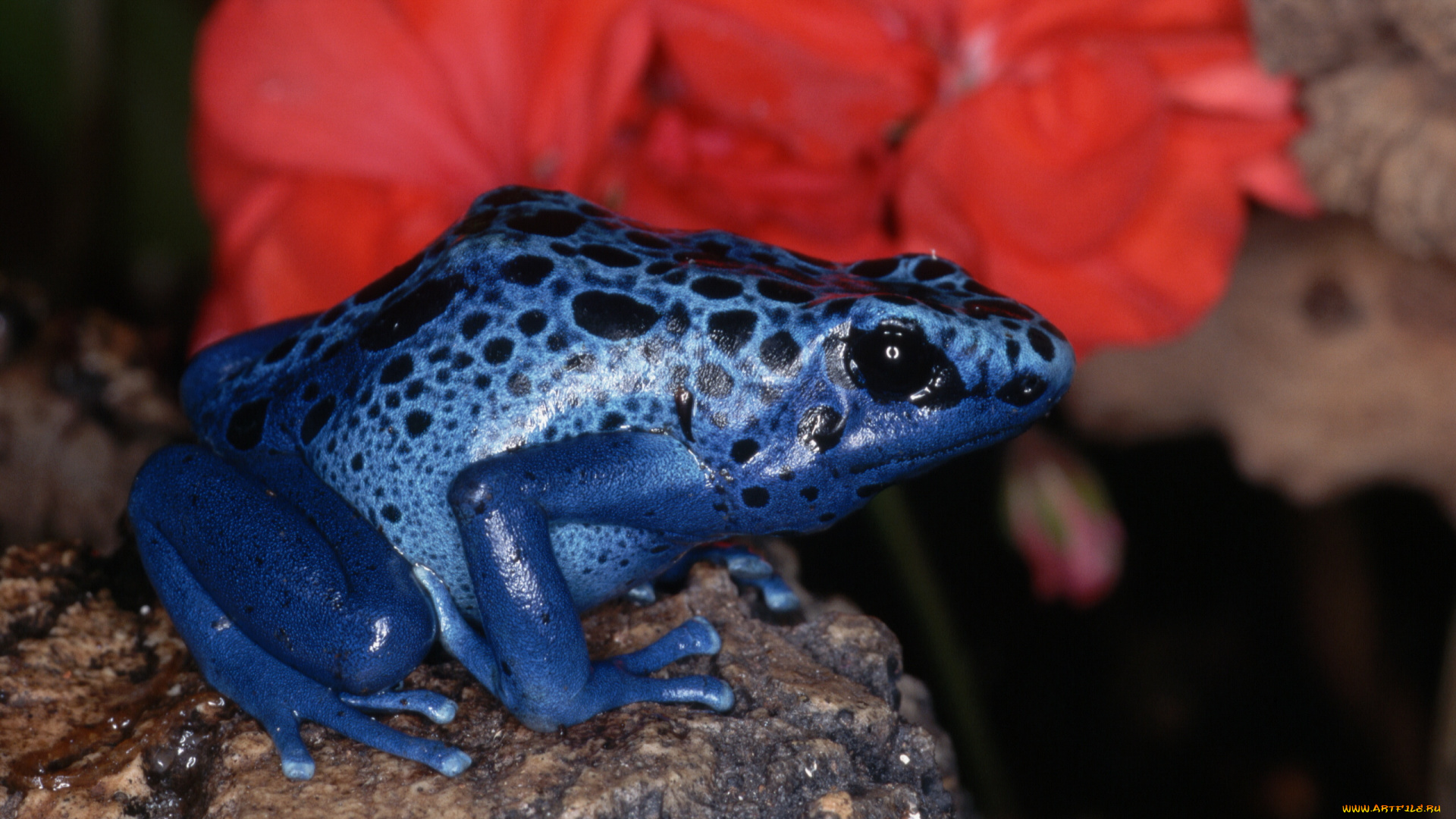 животные, лягушки