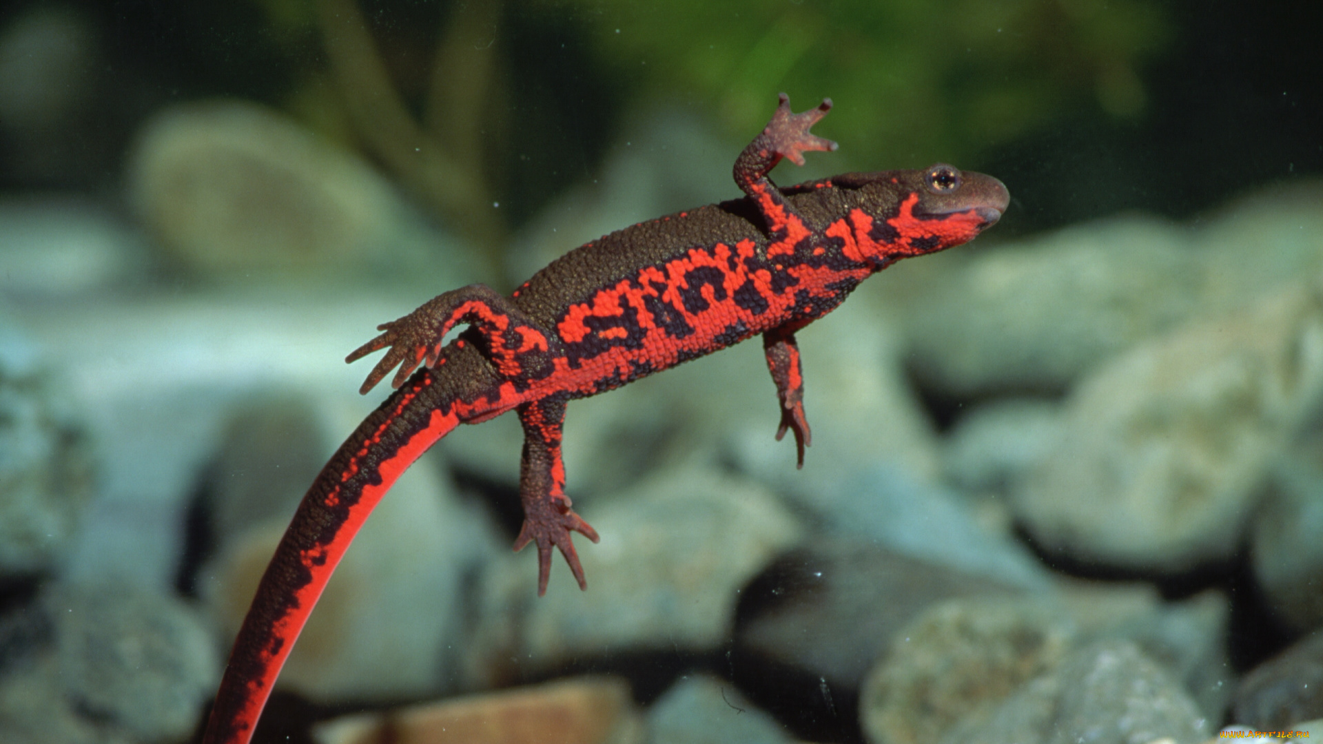 животные, Ящерицы, игуаны, вараны