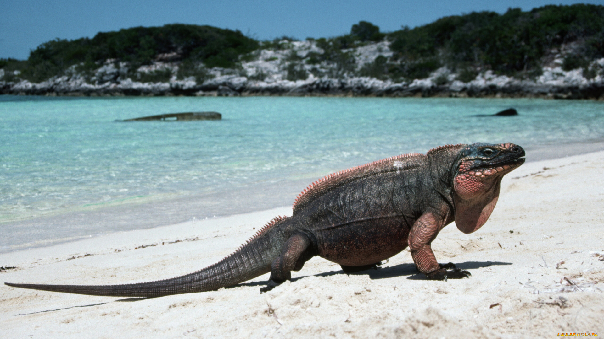 животные, Ящерицы, игуаны, вараны