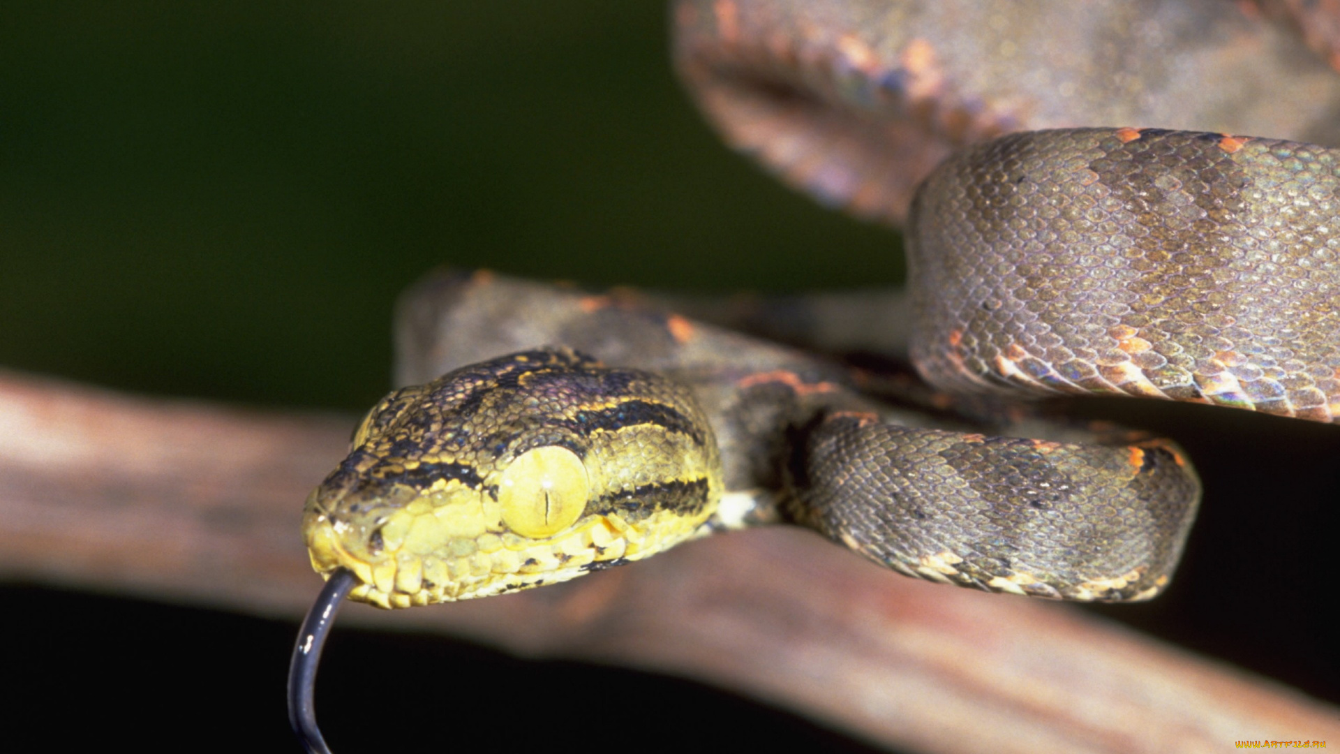 животные, змеи, питоны, кобры