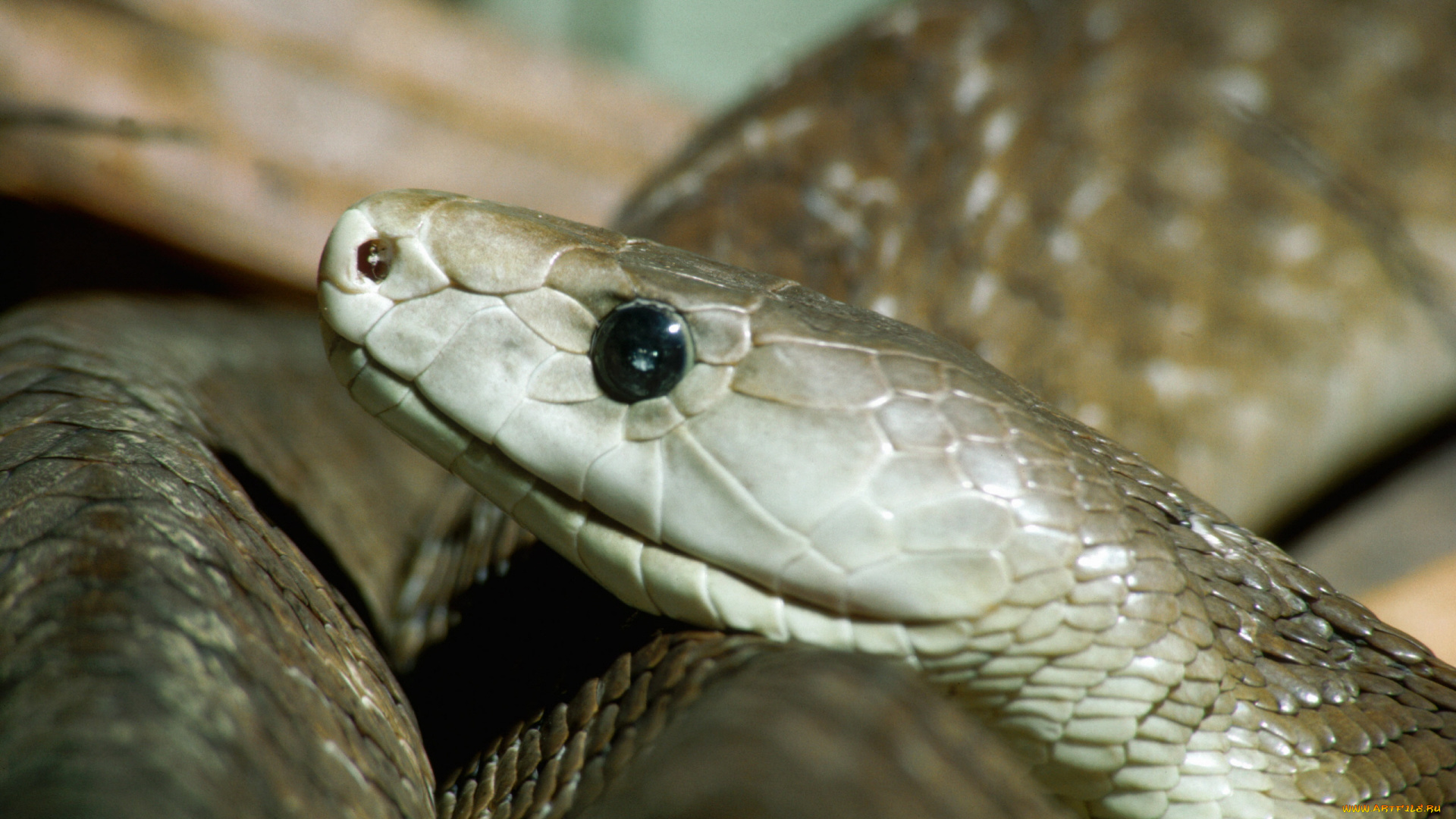 животные, змеи, питоны, кобры