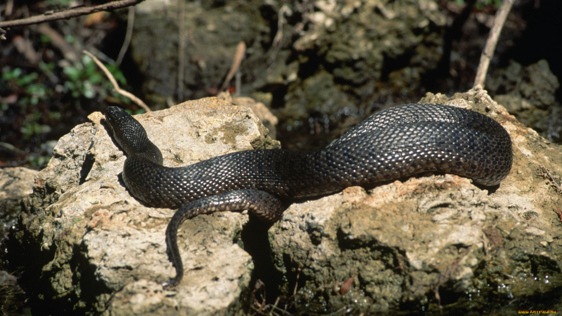 животные, змеи, питоны, кобры