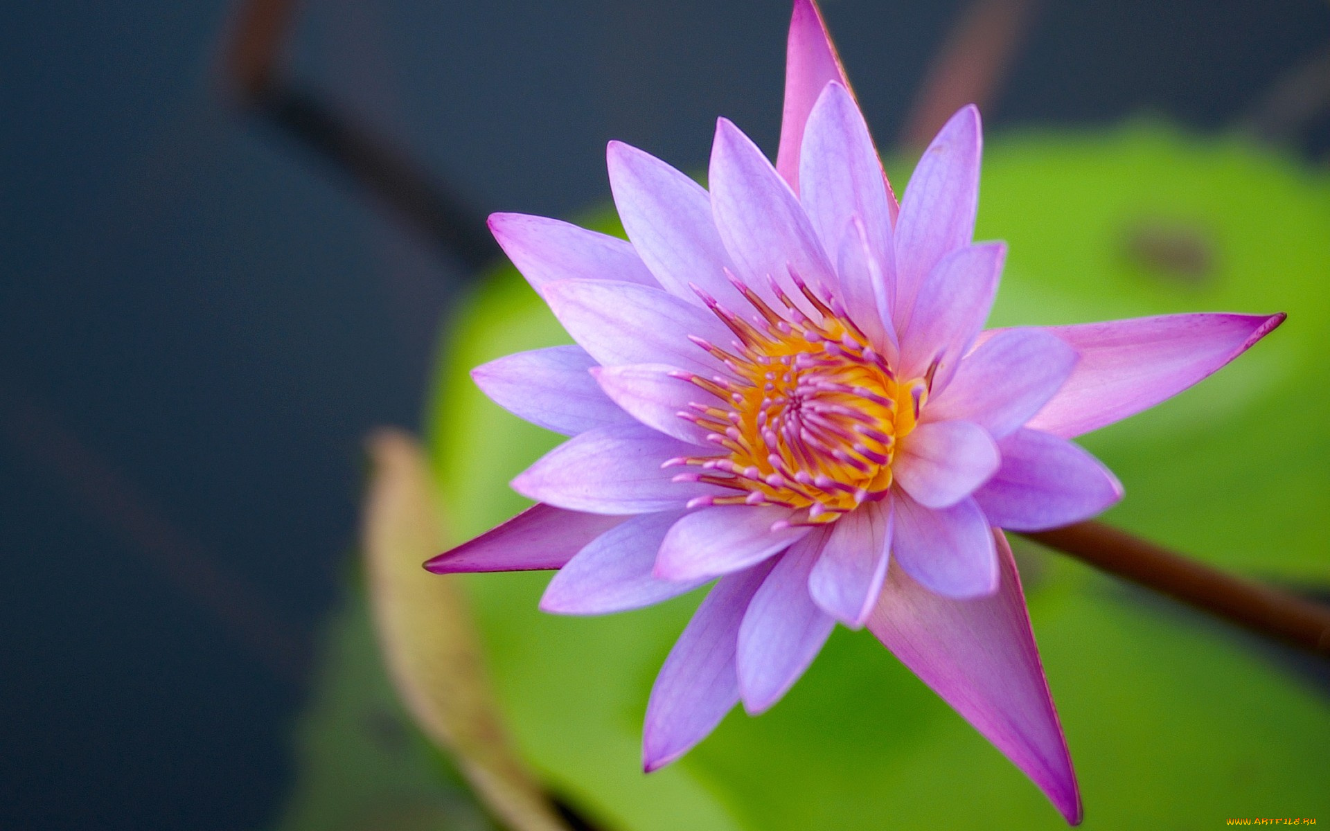 цветы, лилии, водяные, нимфеи, кувшинки