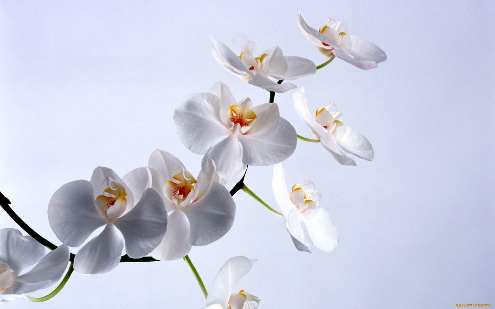 цветы, орхидеи