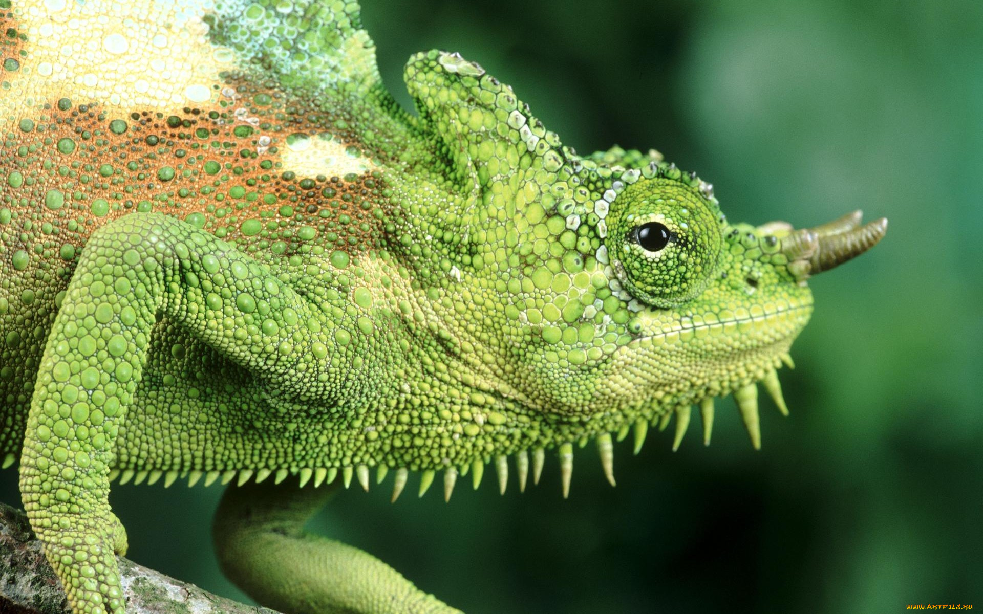 животные, хамелеоны
