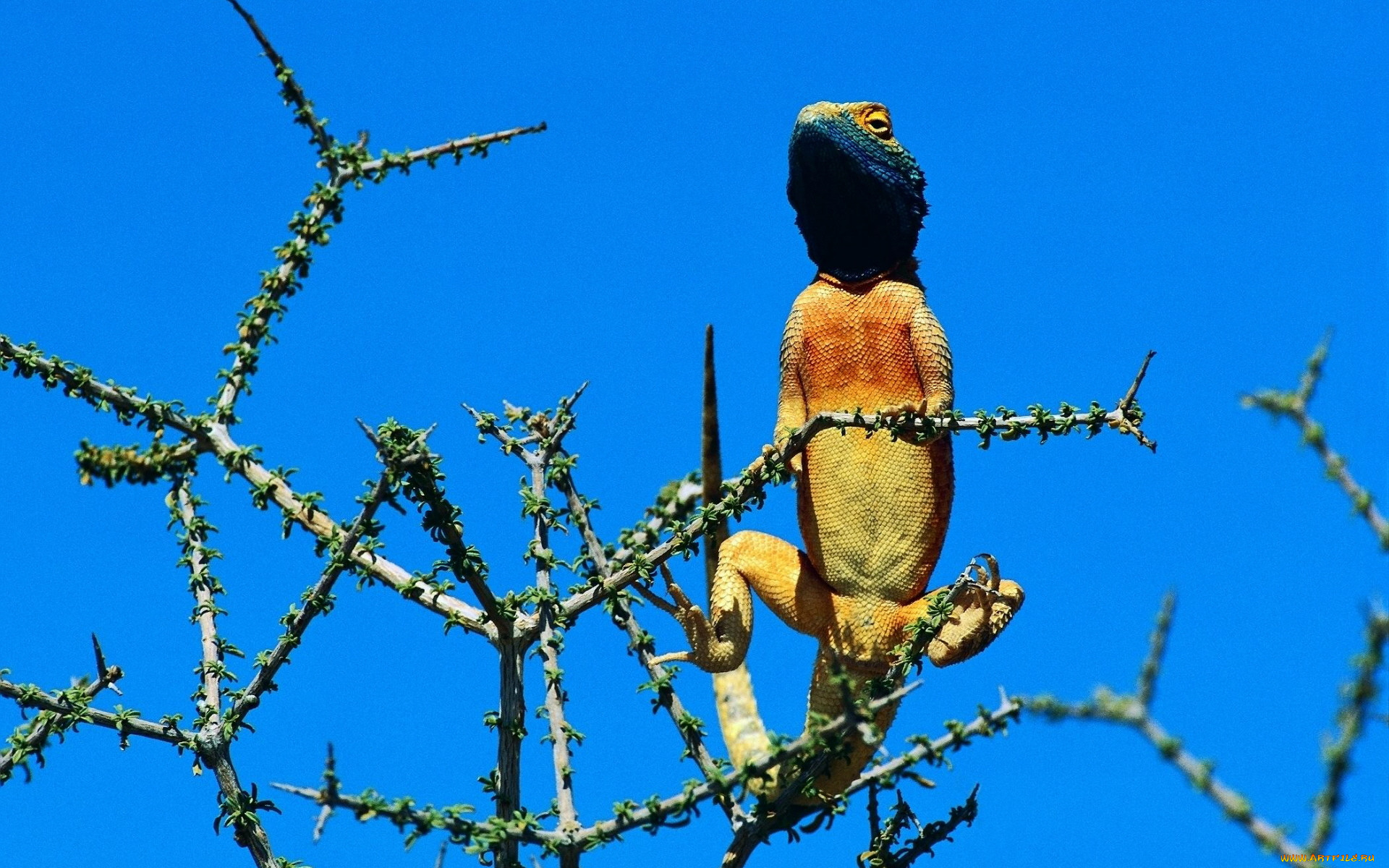 животные, Ящерицы, игуаны, вараны