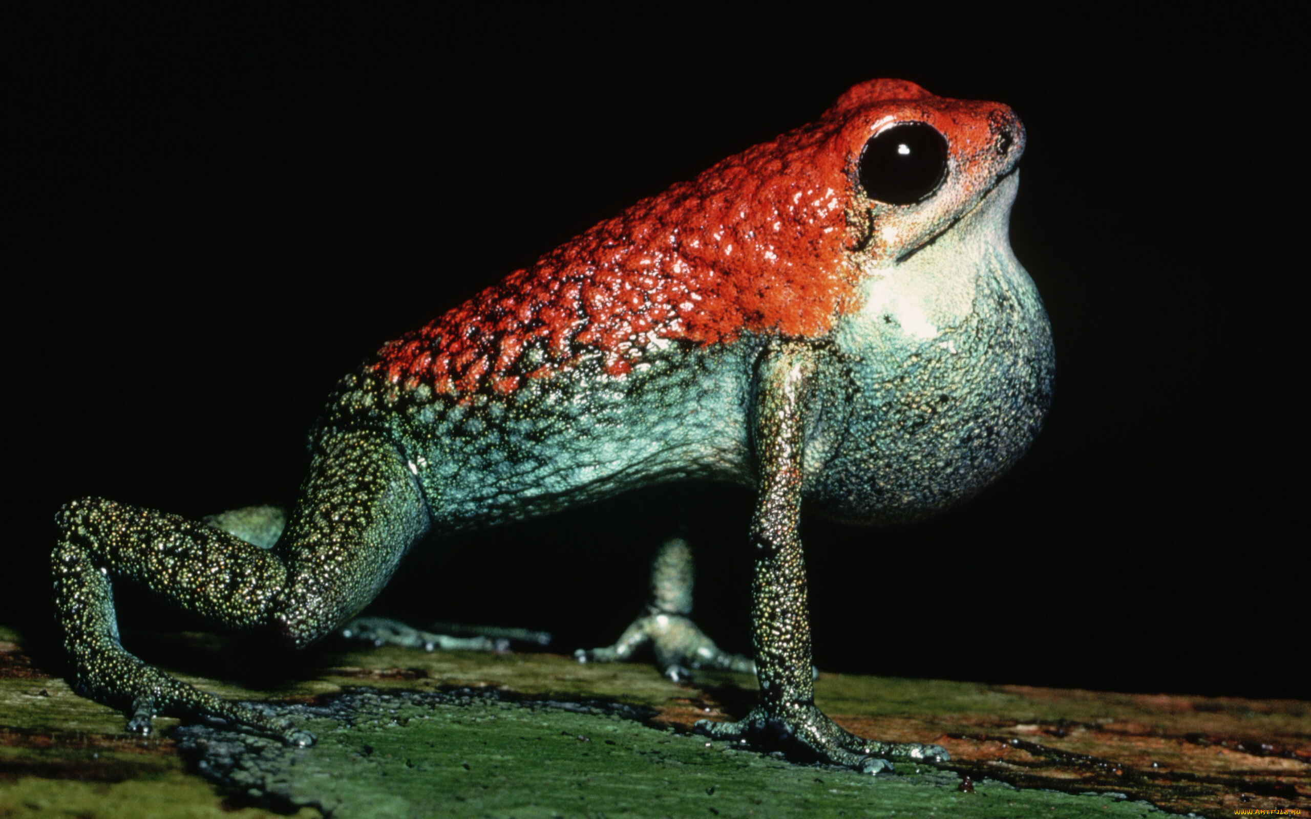 животные, лягушки