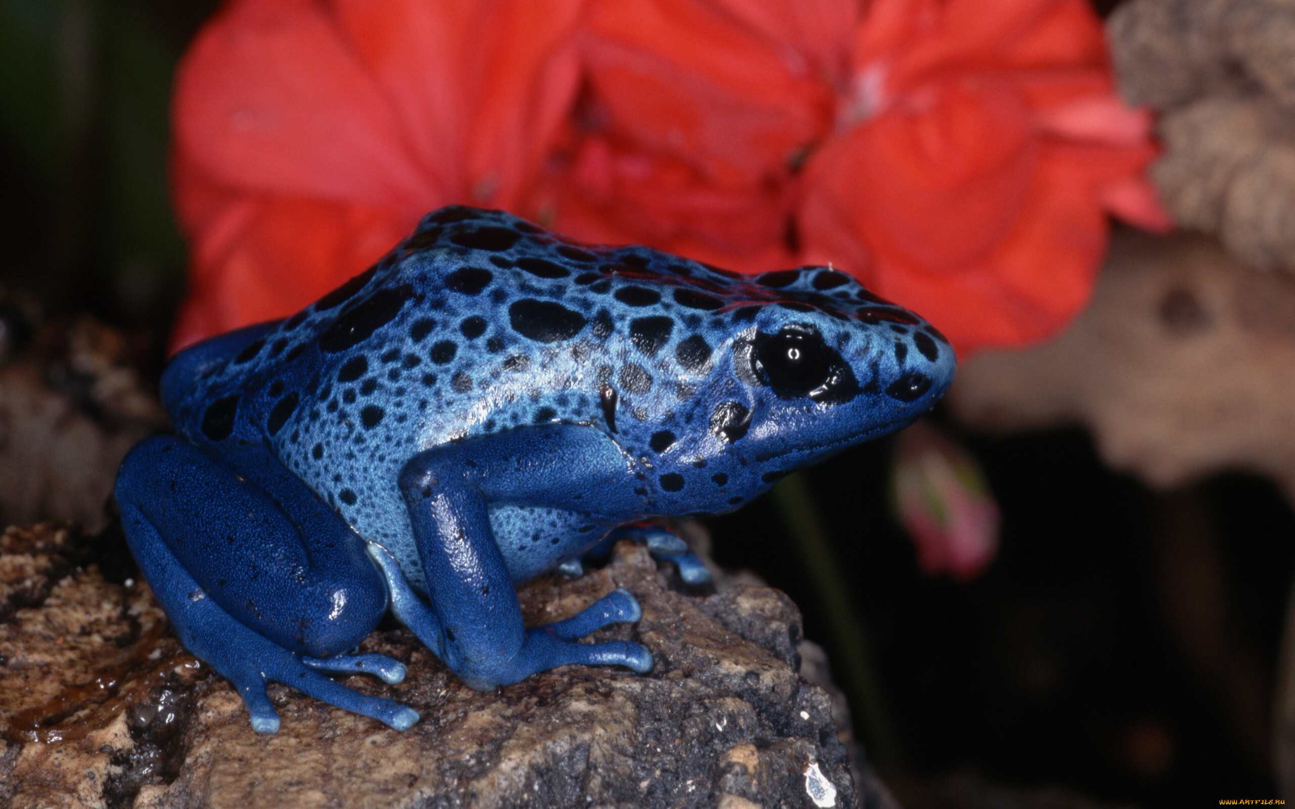 животные, лягушки